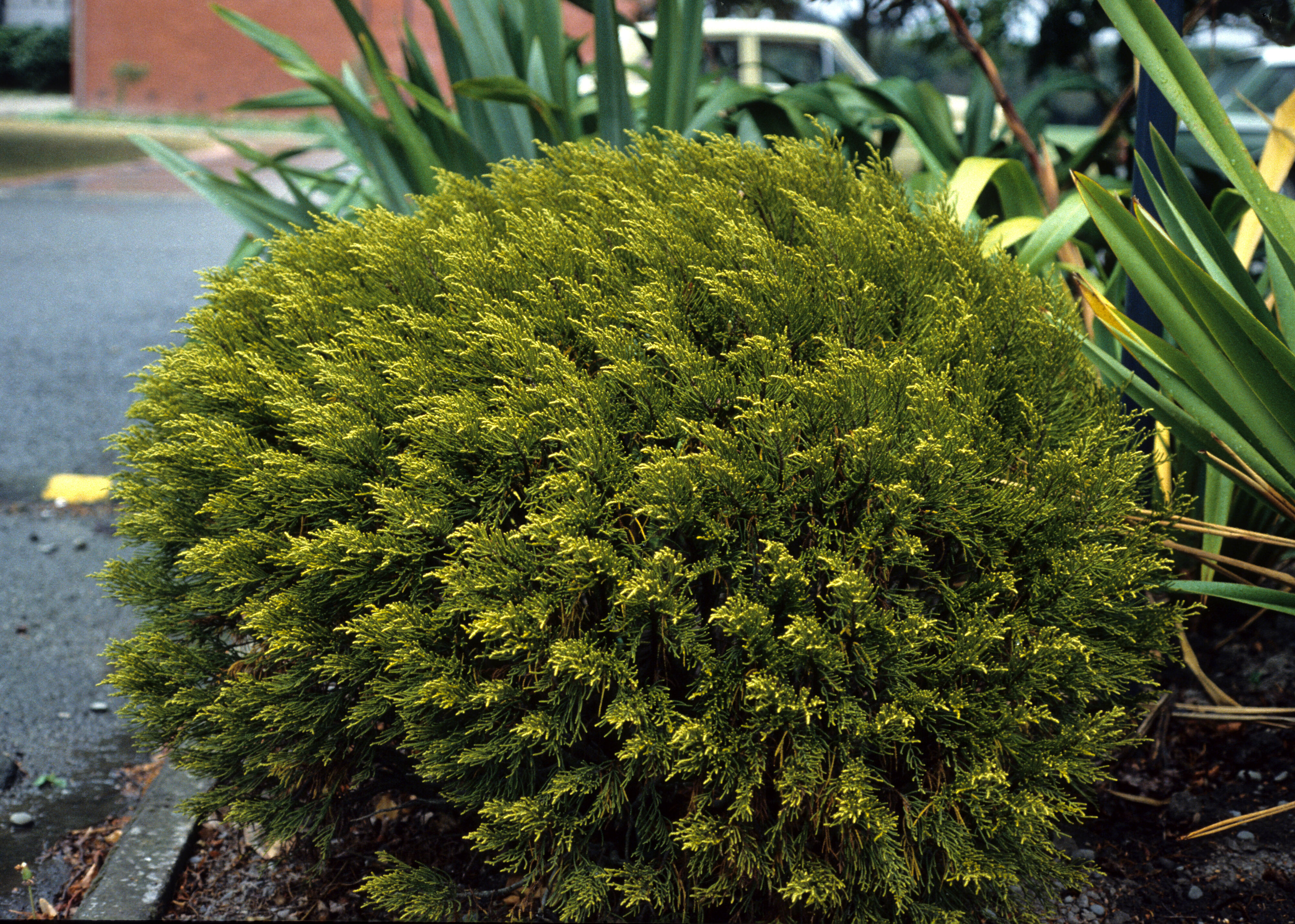 Hebe armstrongii Winter Gold 2