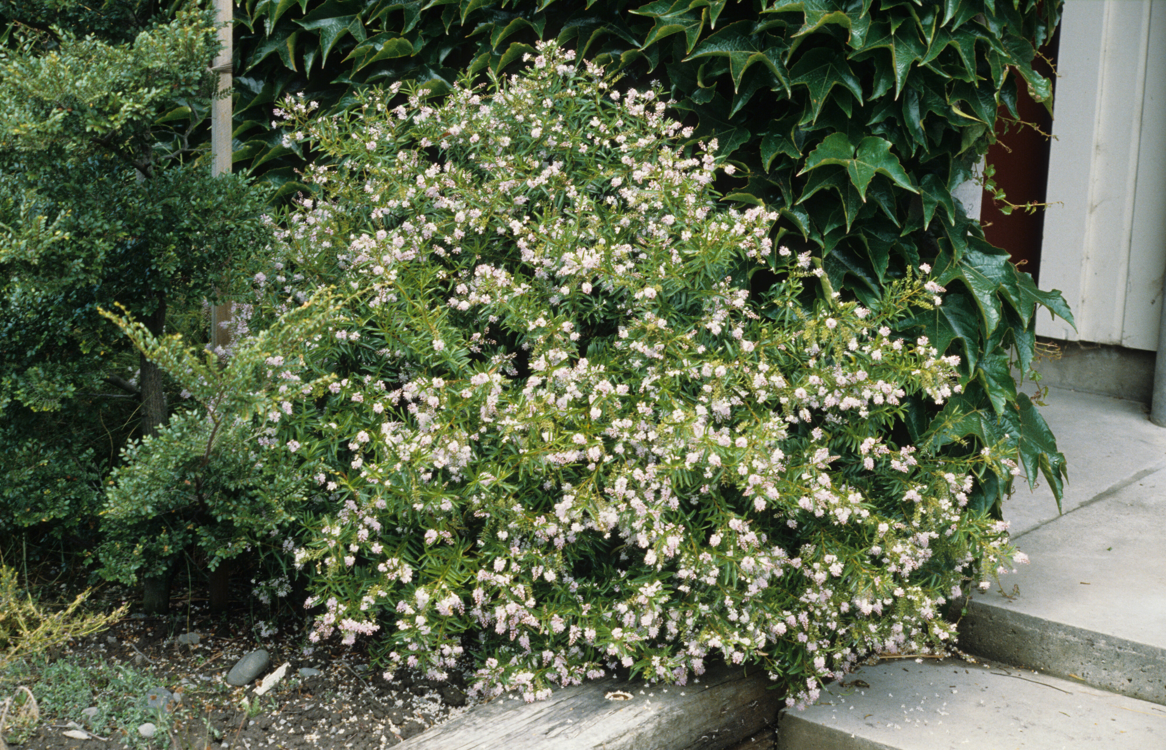 Hebe Lavender Lace 2