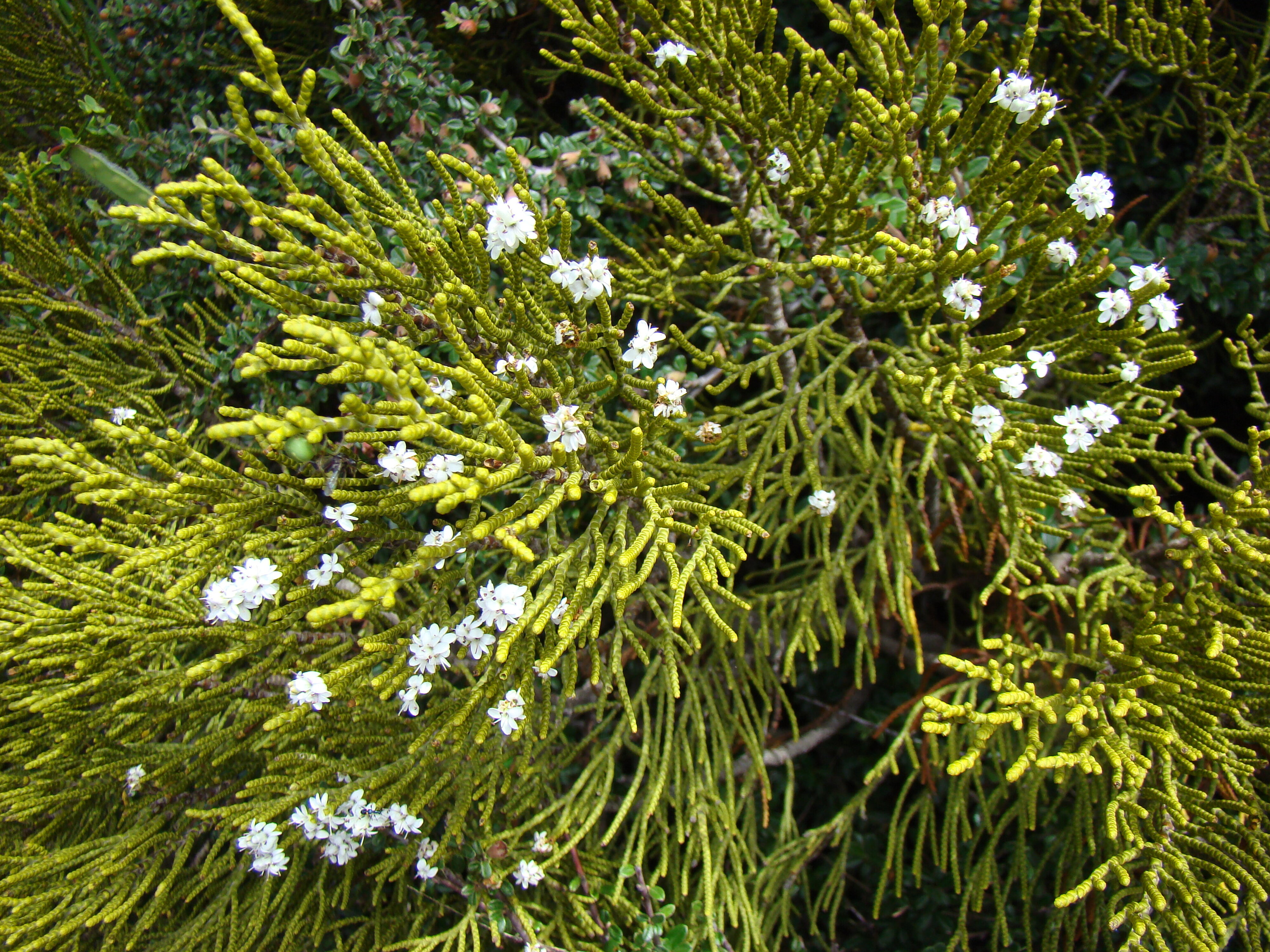 Hebe lycopodioides 1