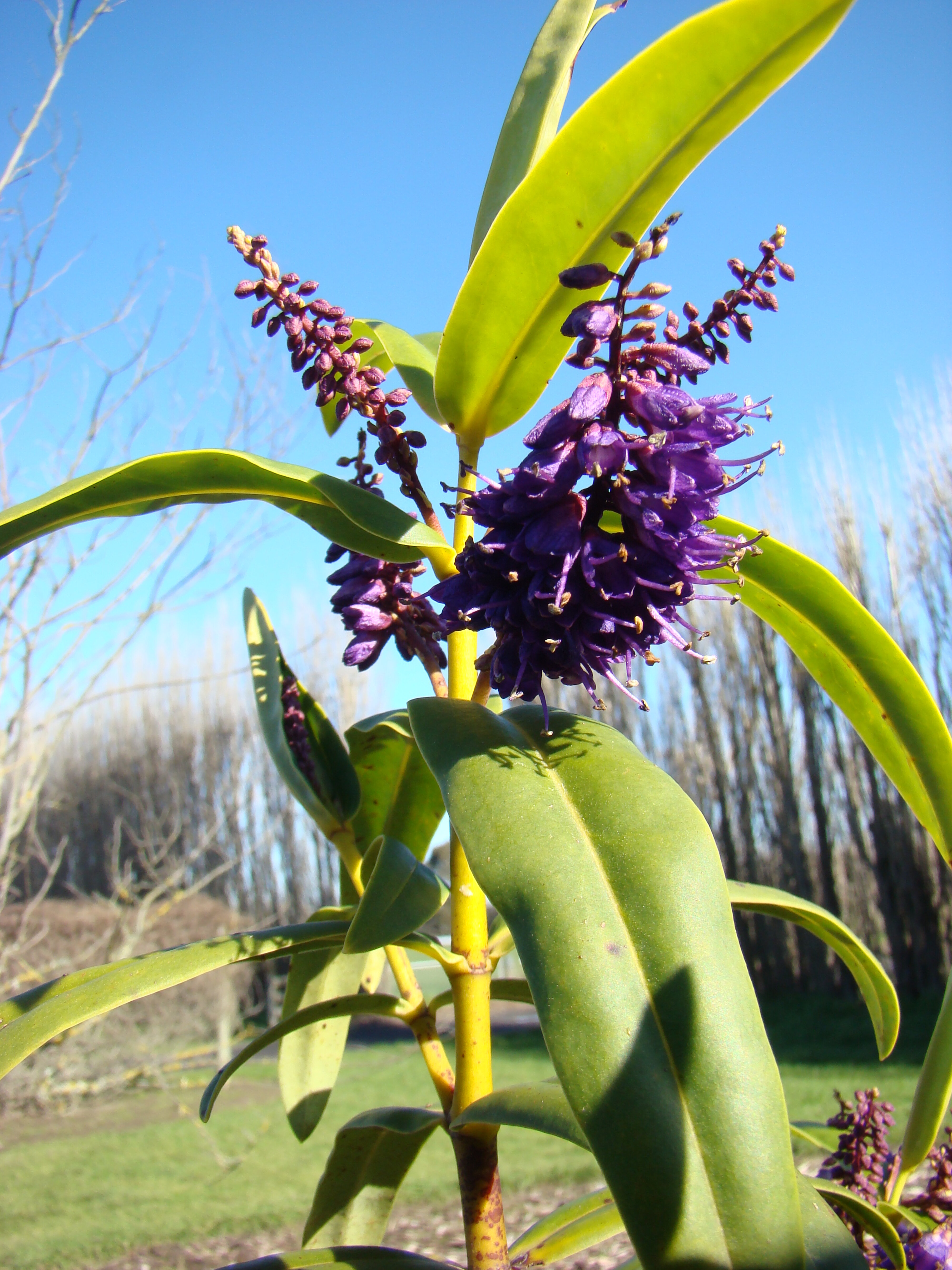 Hebe macrocarpa var. latisepala 1