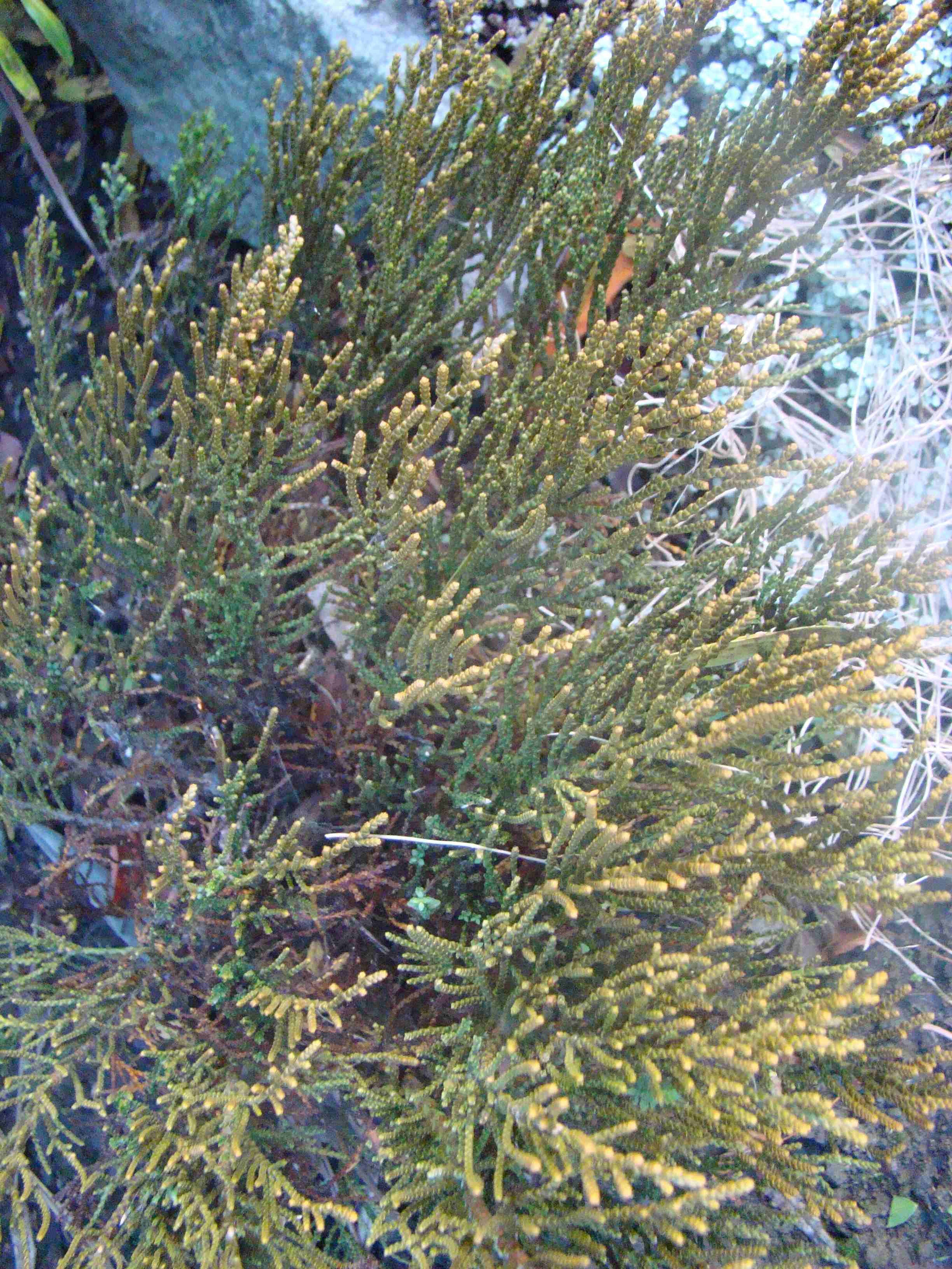 Hebe ochracea James Stirling