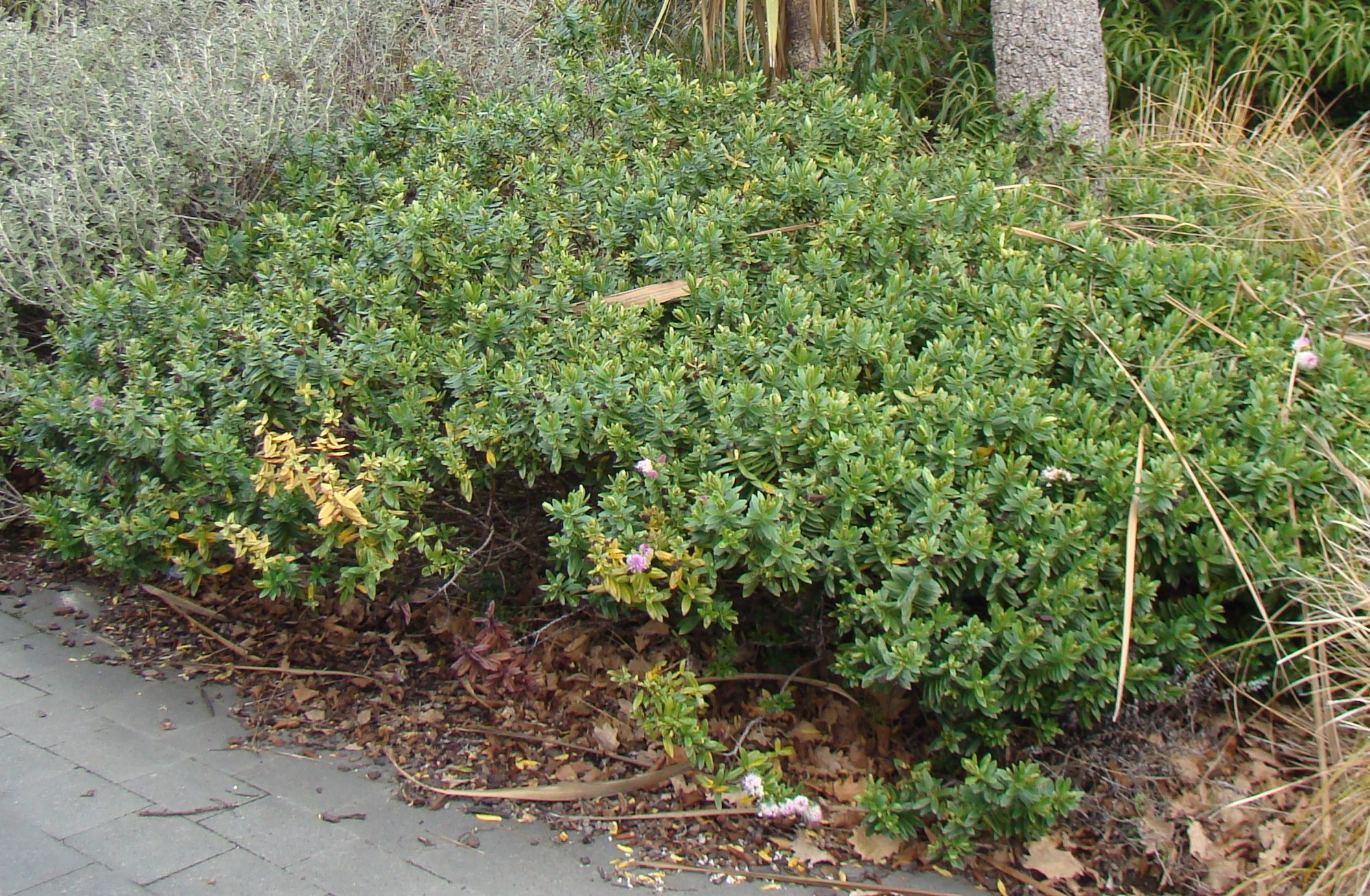 Hebe Oratia Beauty 1