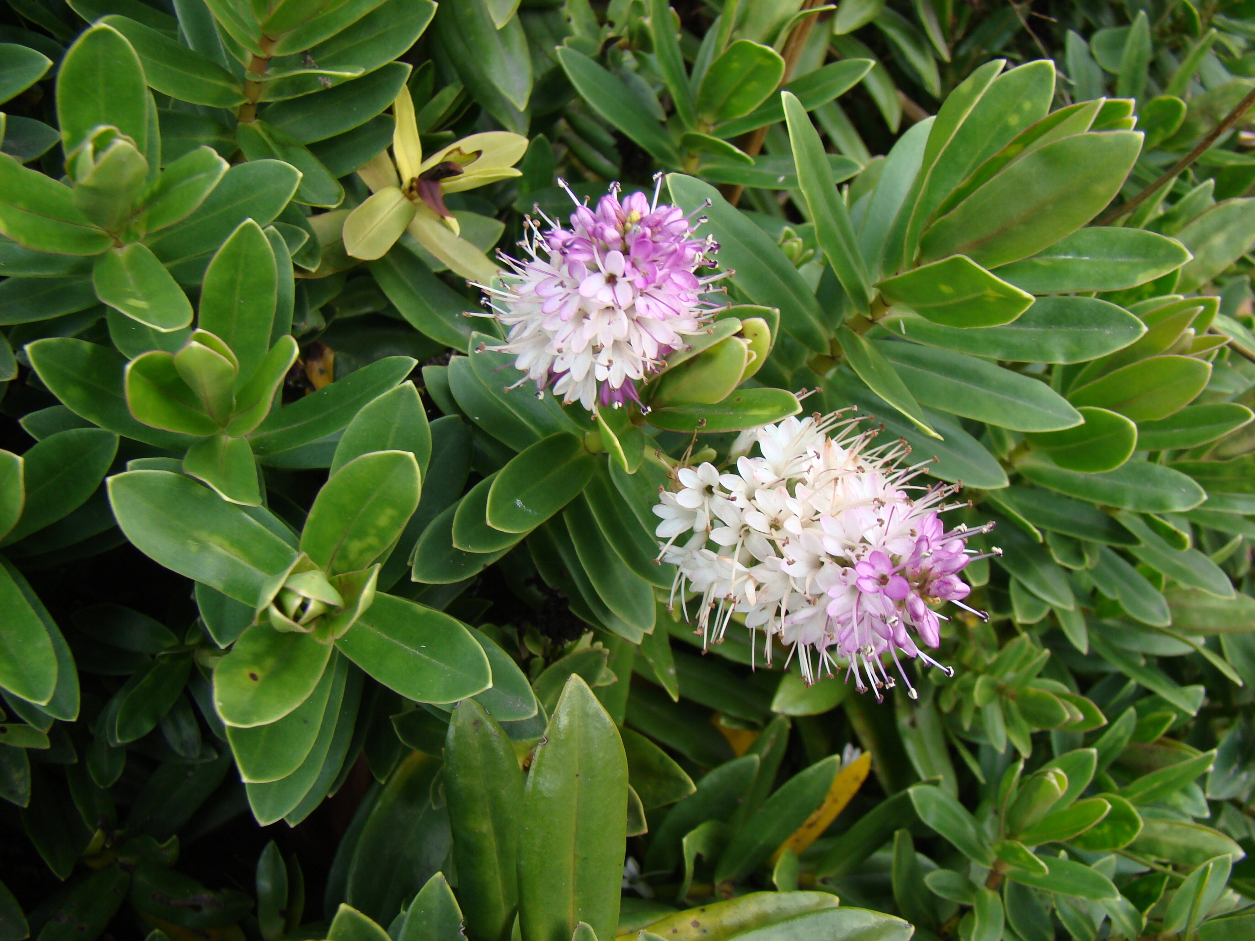 Hebe Oratia Beauty 2