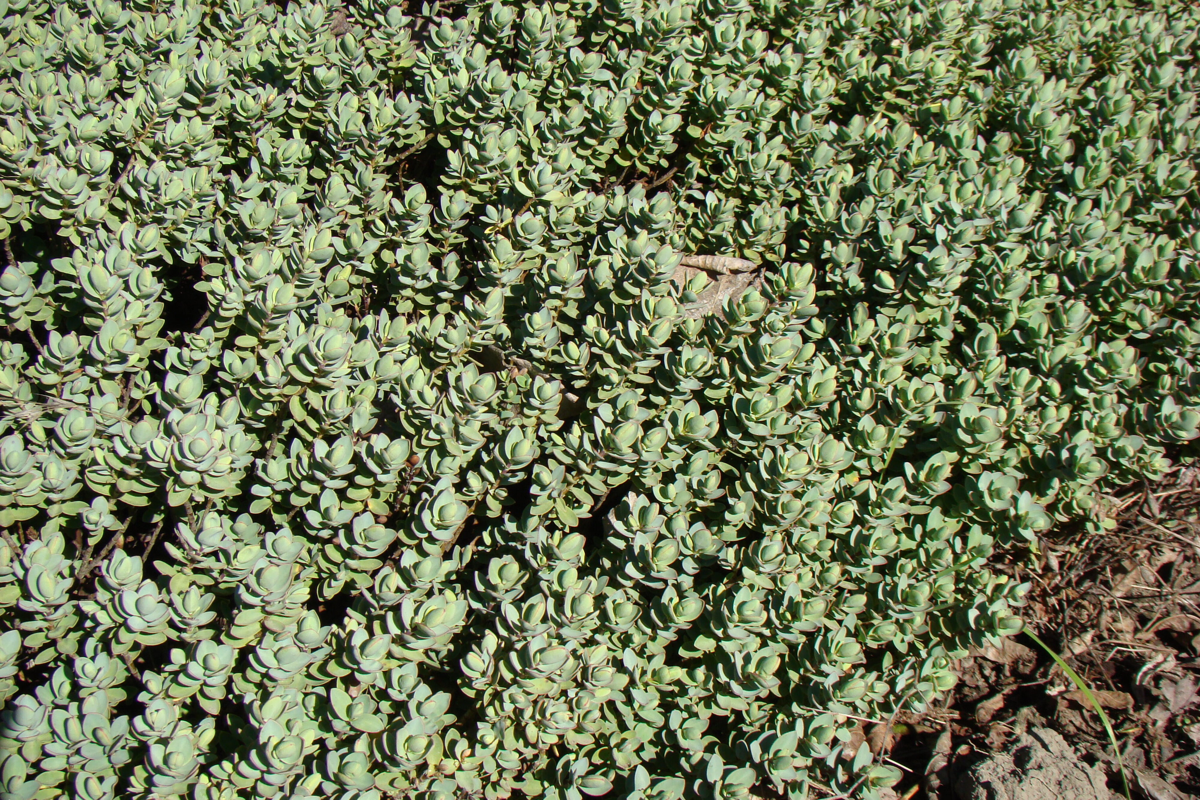 Hebe pinguifolia Sutherlandii