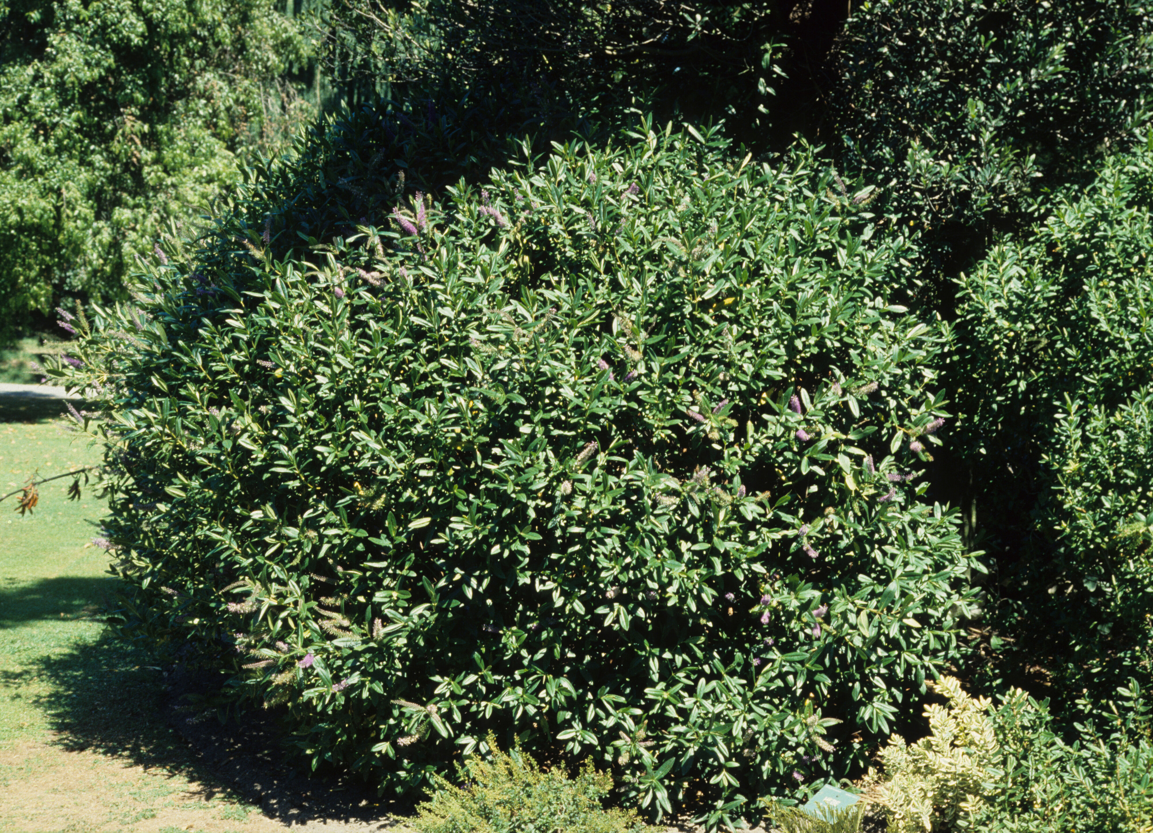 Hebe x andersonii Andersonii 3