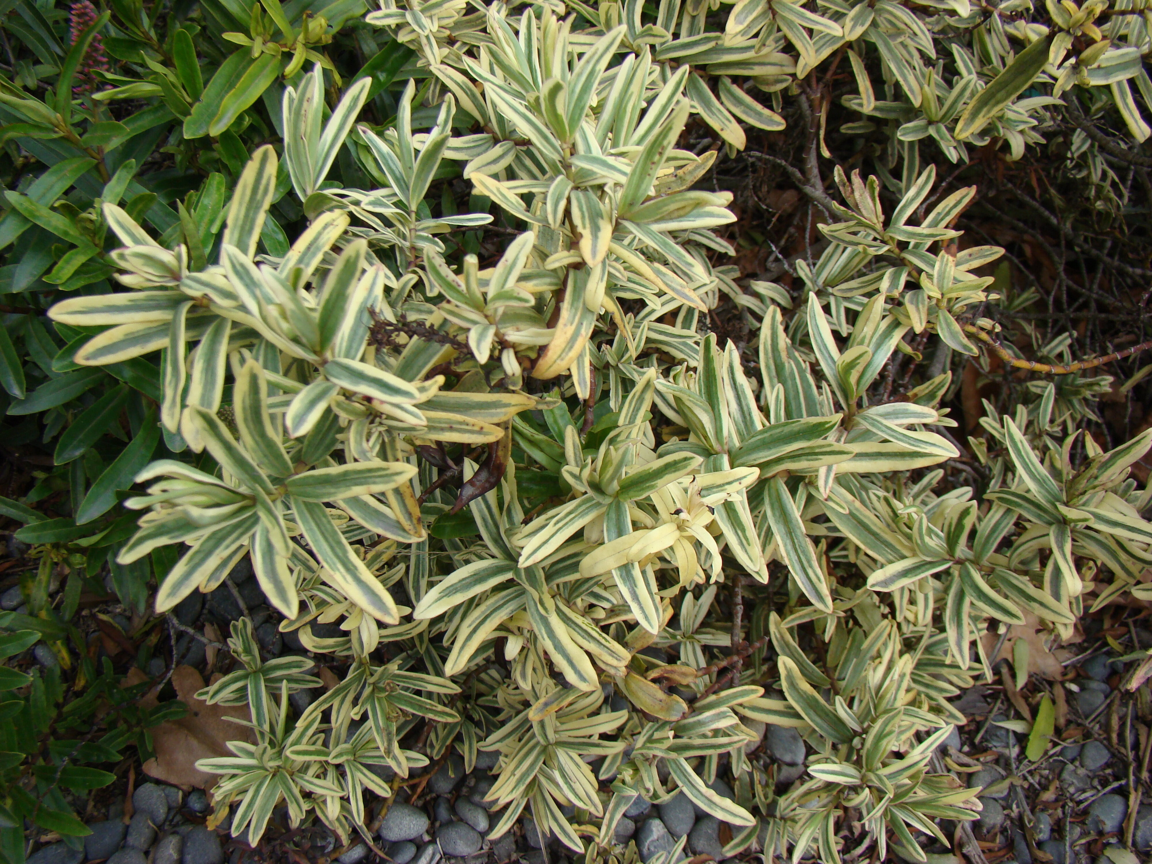 Hebe x carnea Carnea Variegata