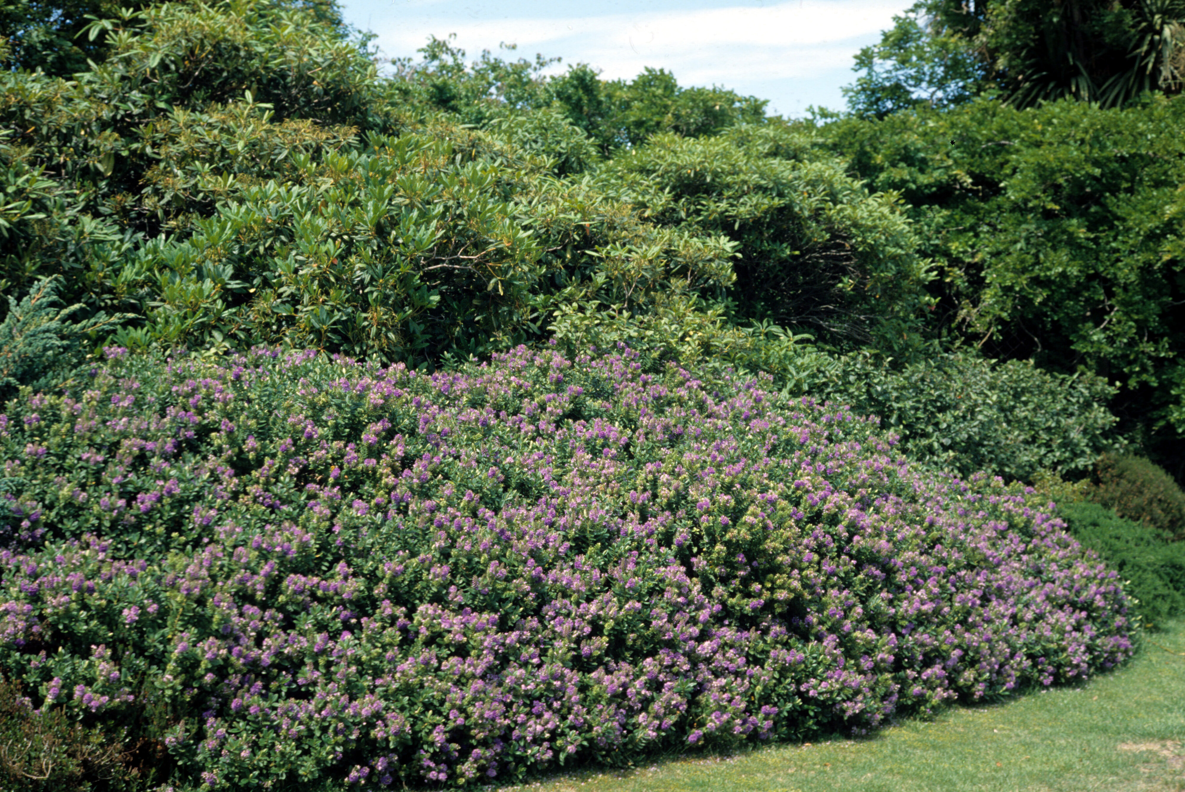 Hebe x franciscana Lobelioides syn Blue Gem 2