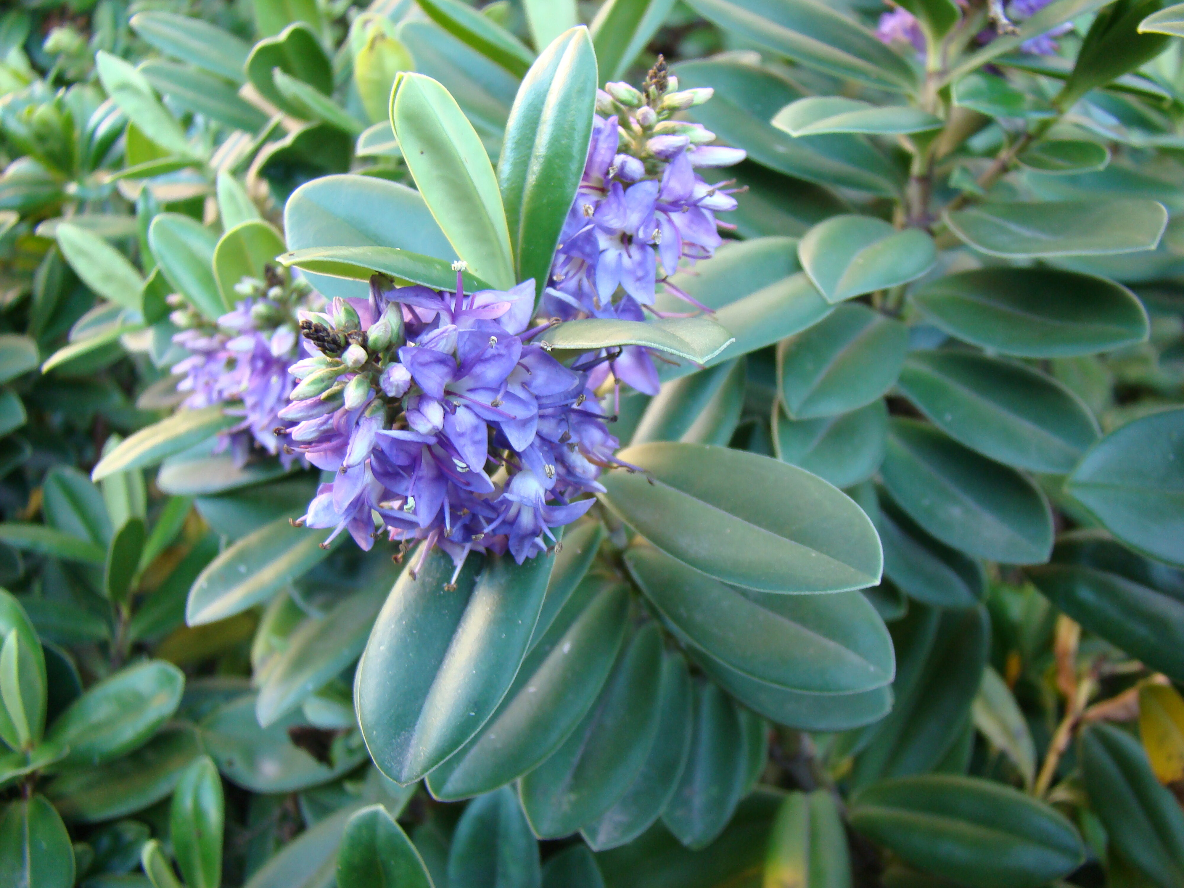 Hebe x franciscana Lobelioides