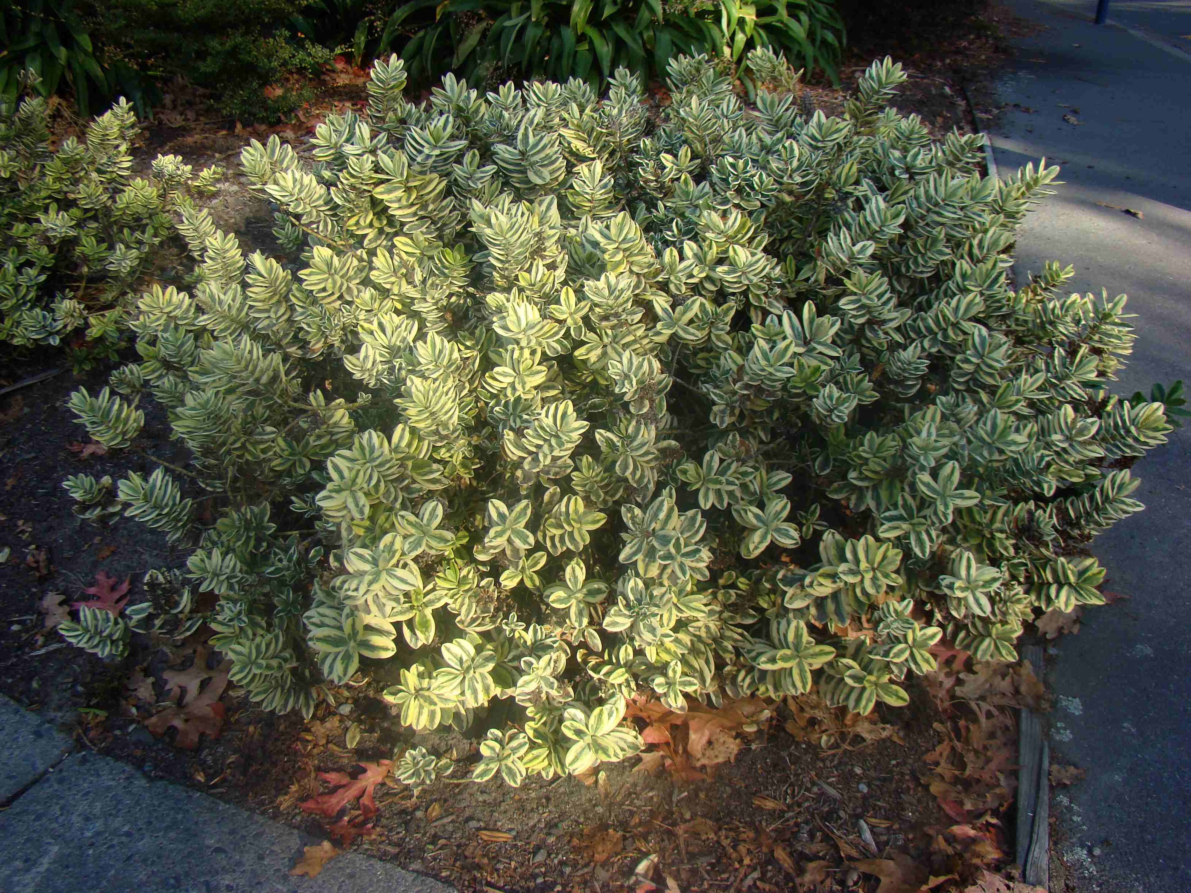 Hebe x franciscana Variegata syn Waireka 2