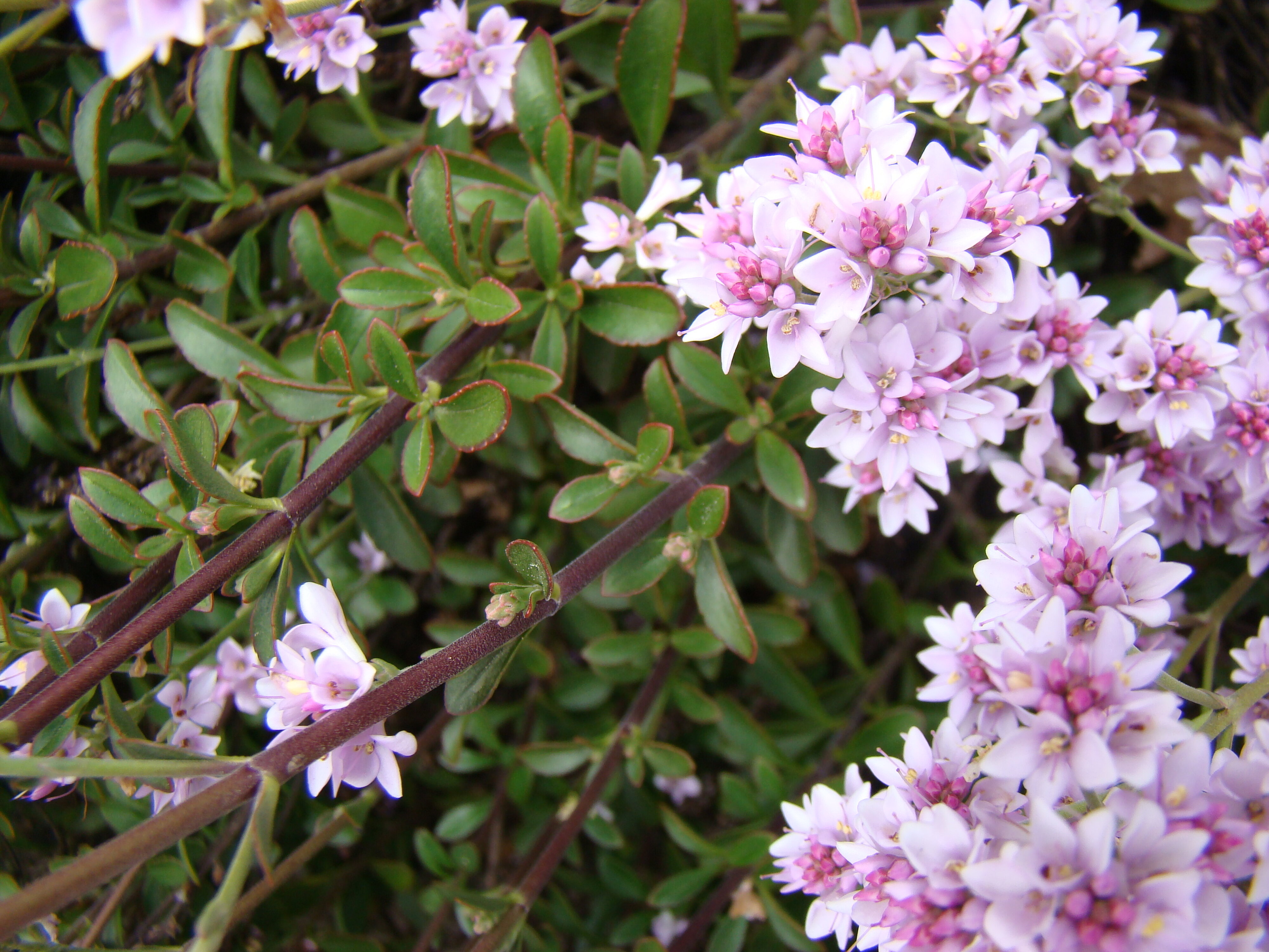 Heliohebe Hagley Park 1