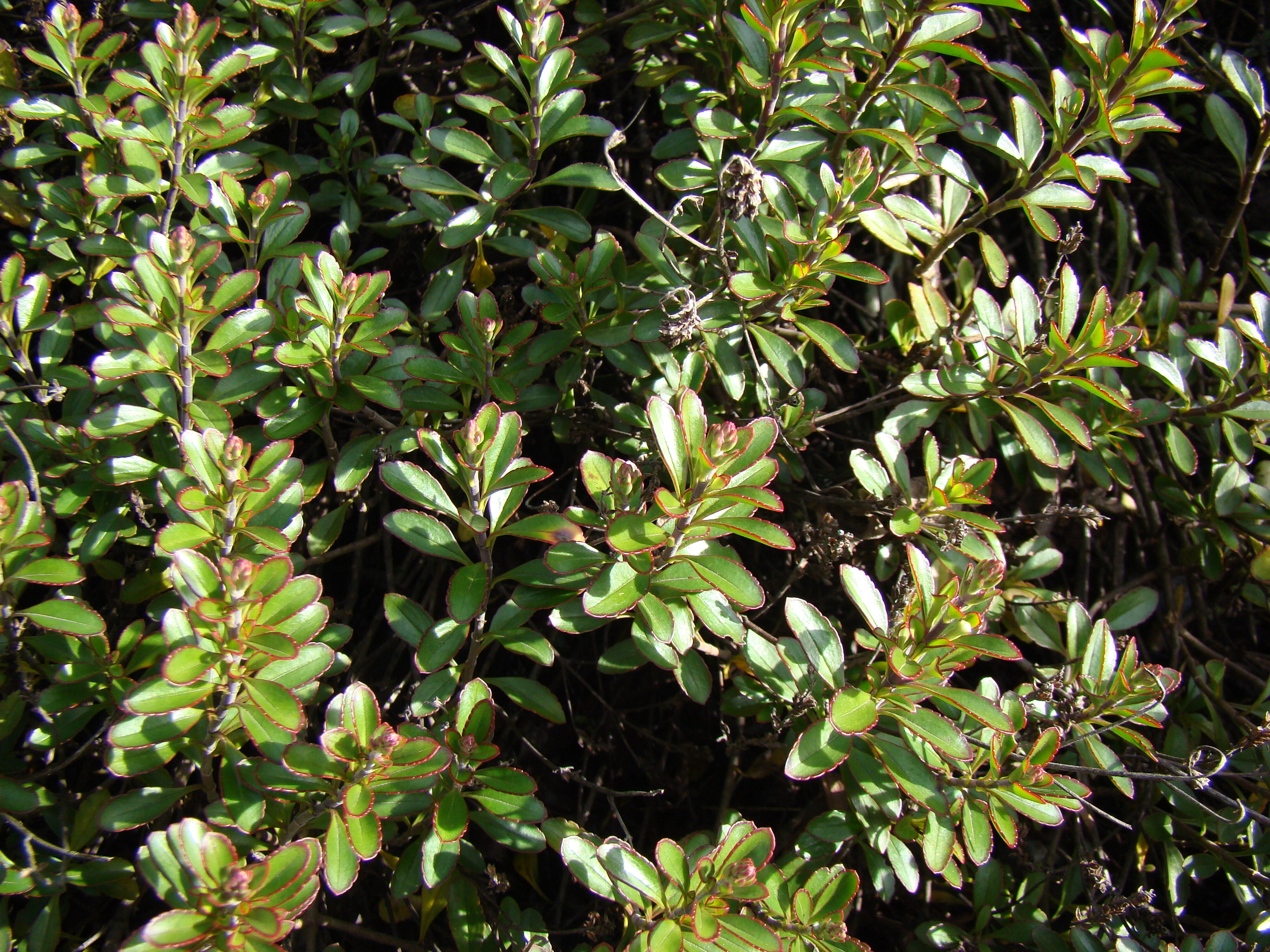 Heliohebe Hagley Park 3