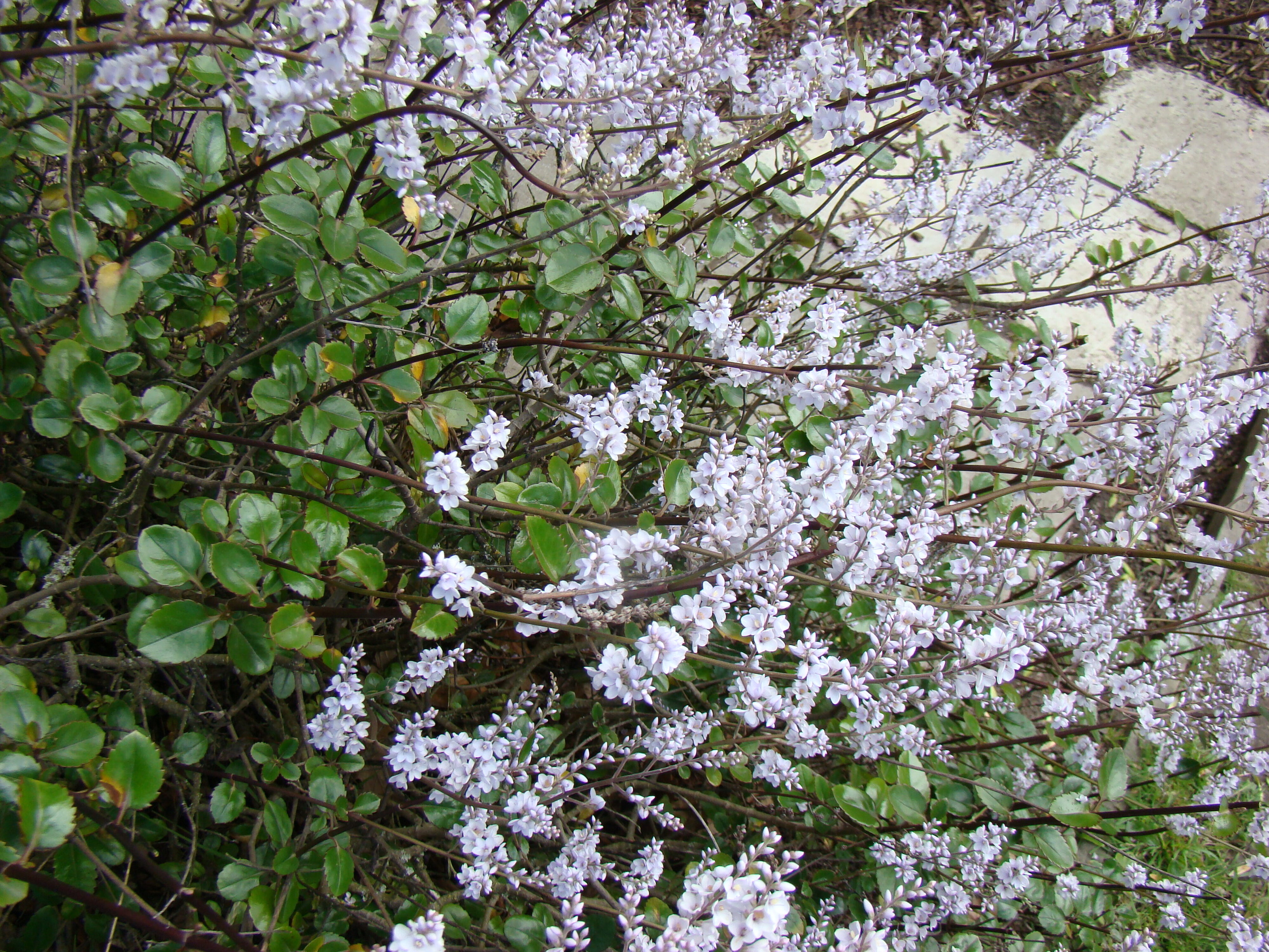 Heliohebe hulkeana 1