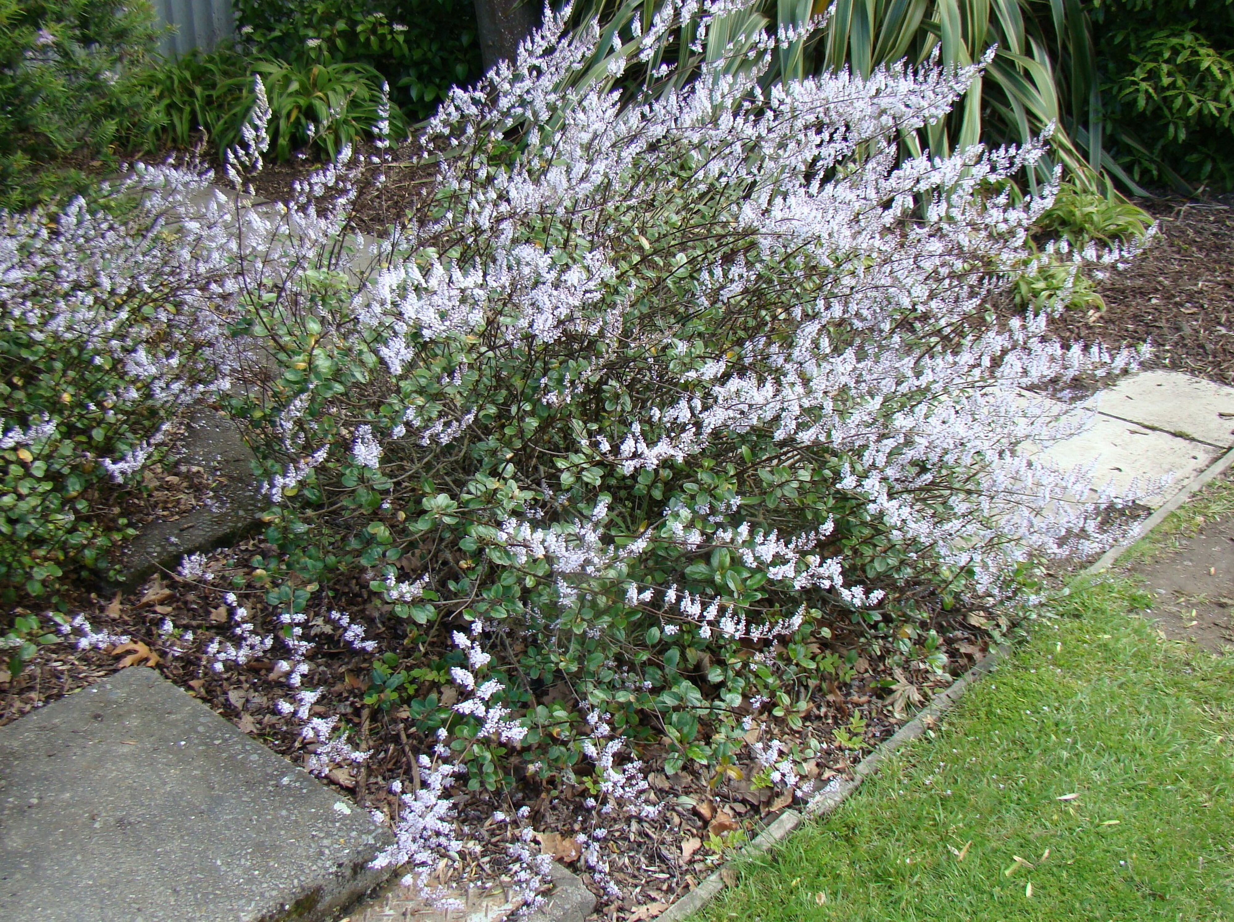 Heliohebe hulkeana 2