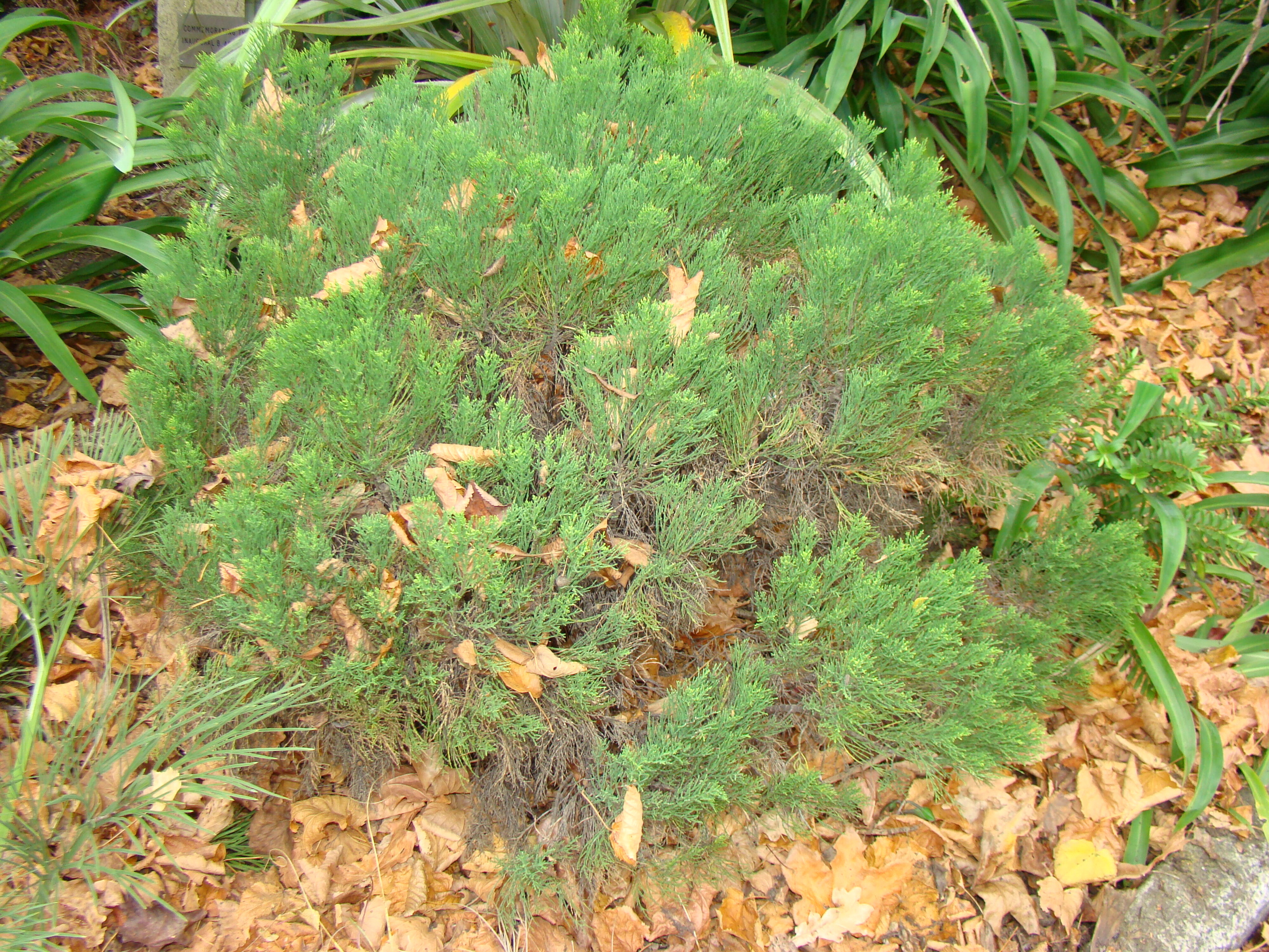 Leonohebe cupressoides 4
