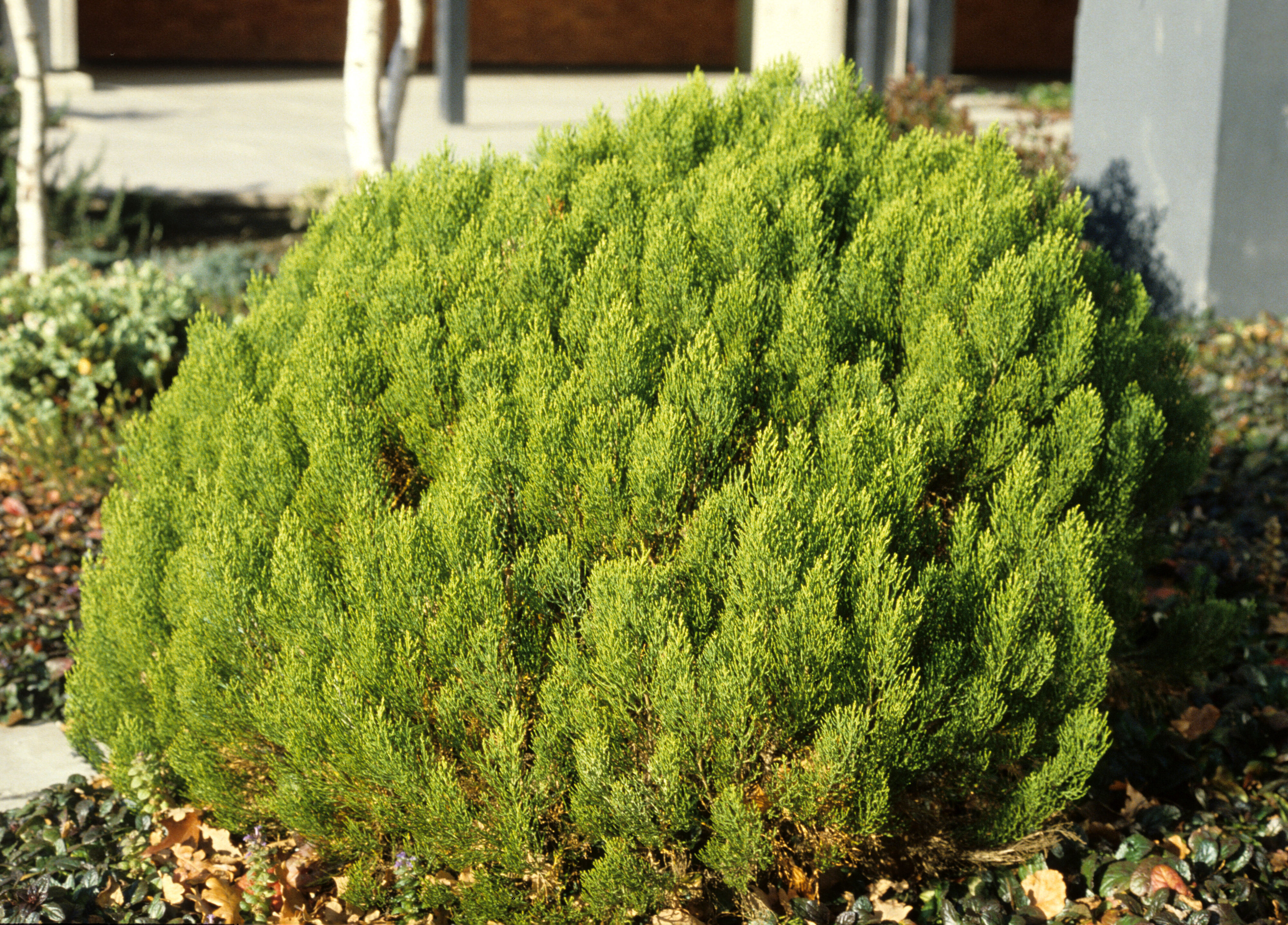 Leonohebe cupressoides 5