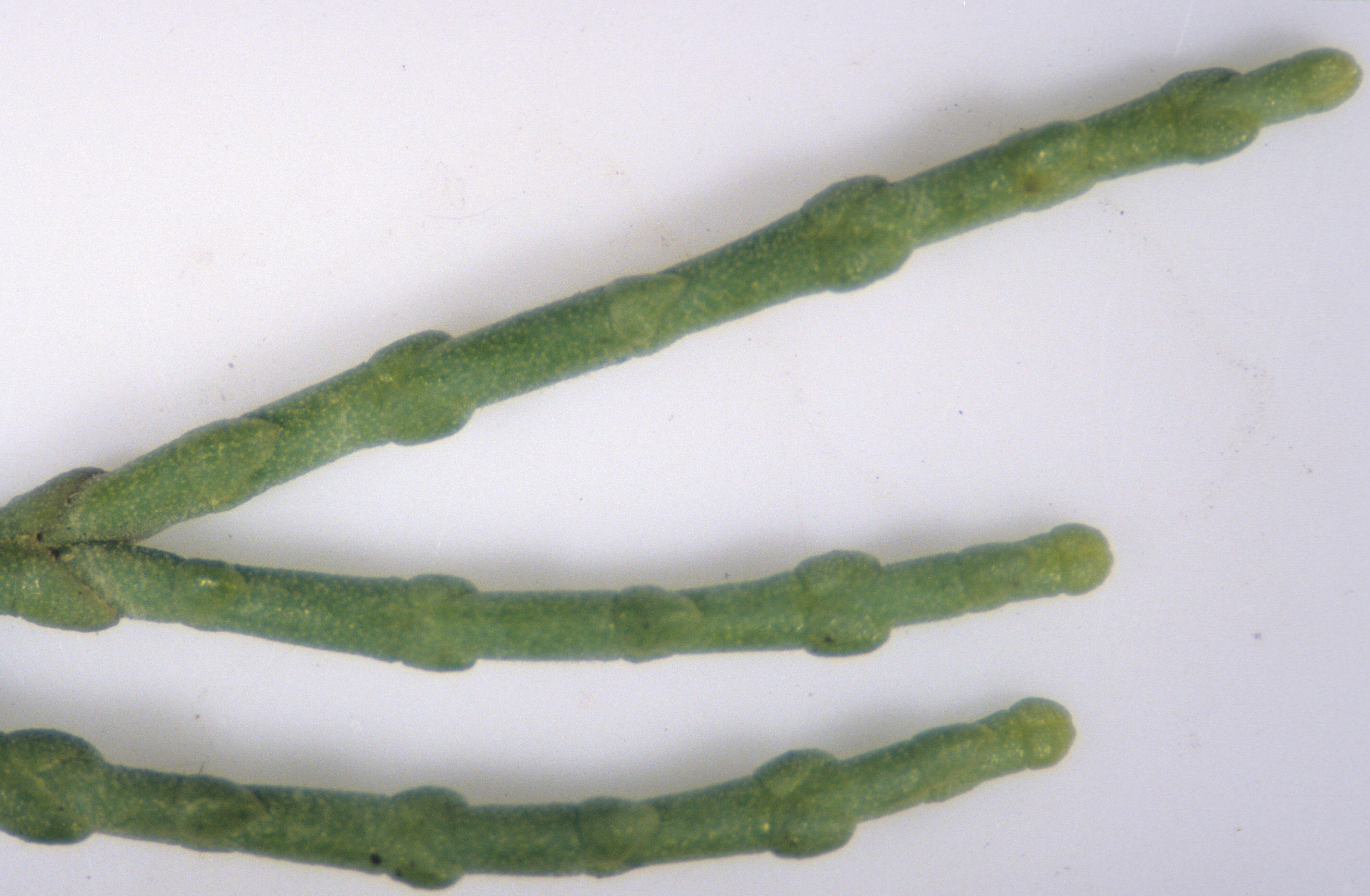 Leonohebe cupressoides 7