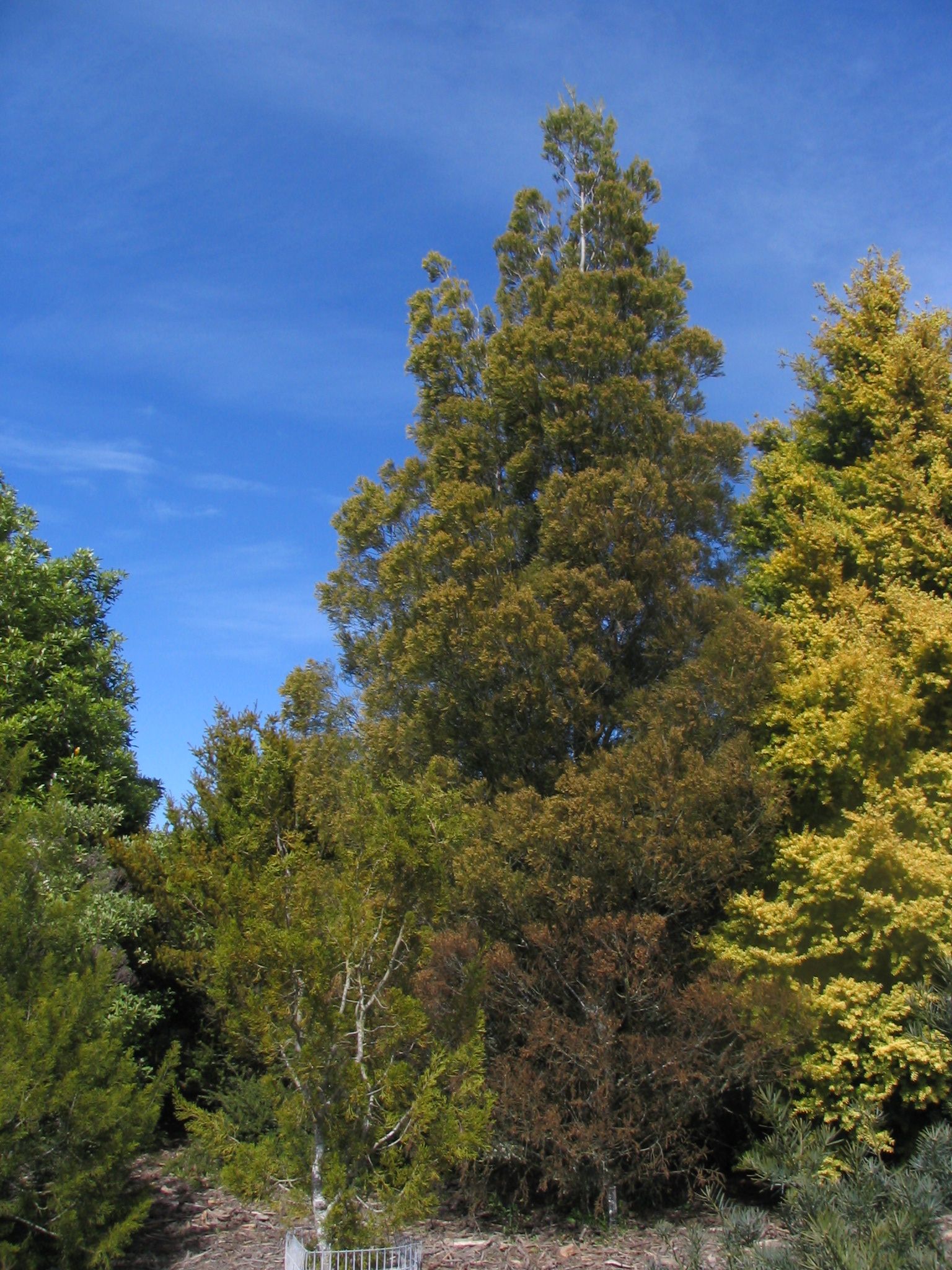 Dacrycarpus and Podocarpus