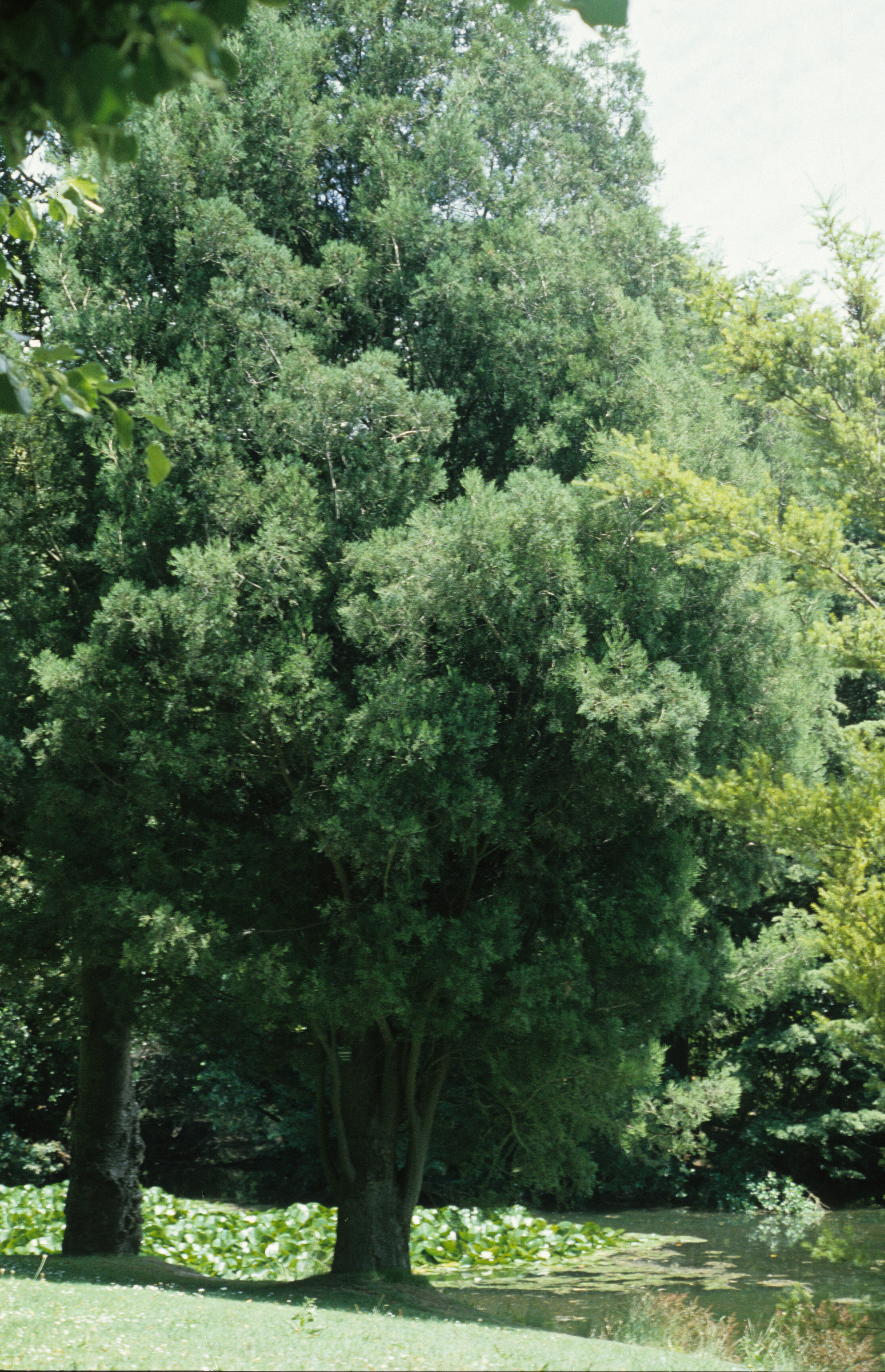 Dacrycarpus dacrydioides 2