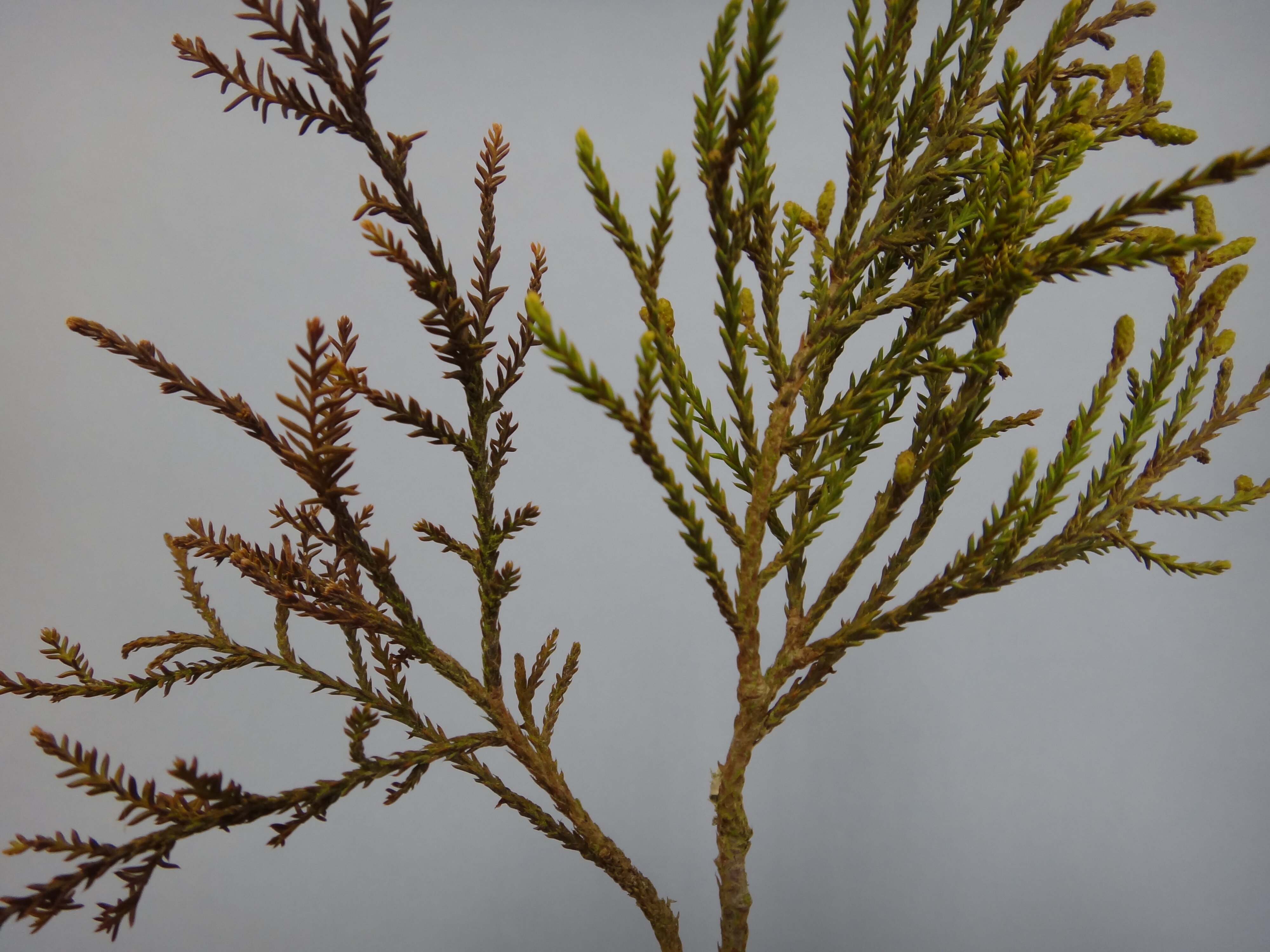 Dacrycarpus dacrydioides 3