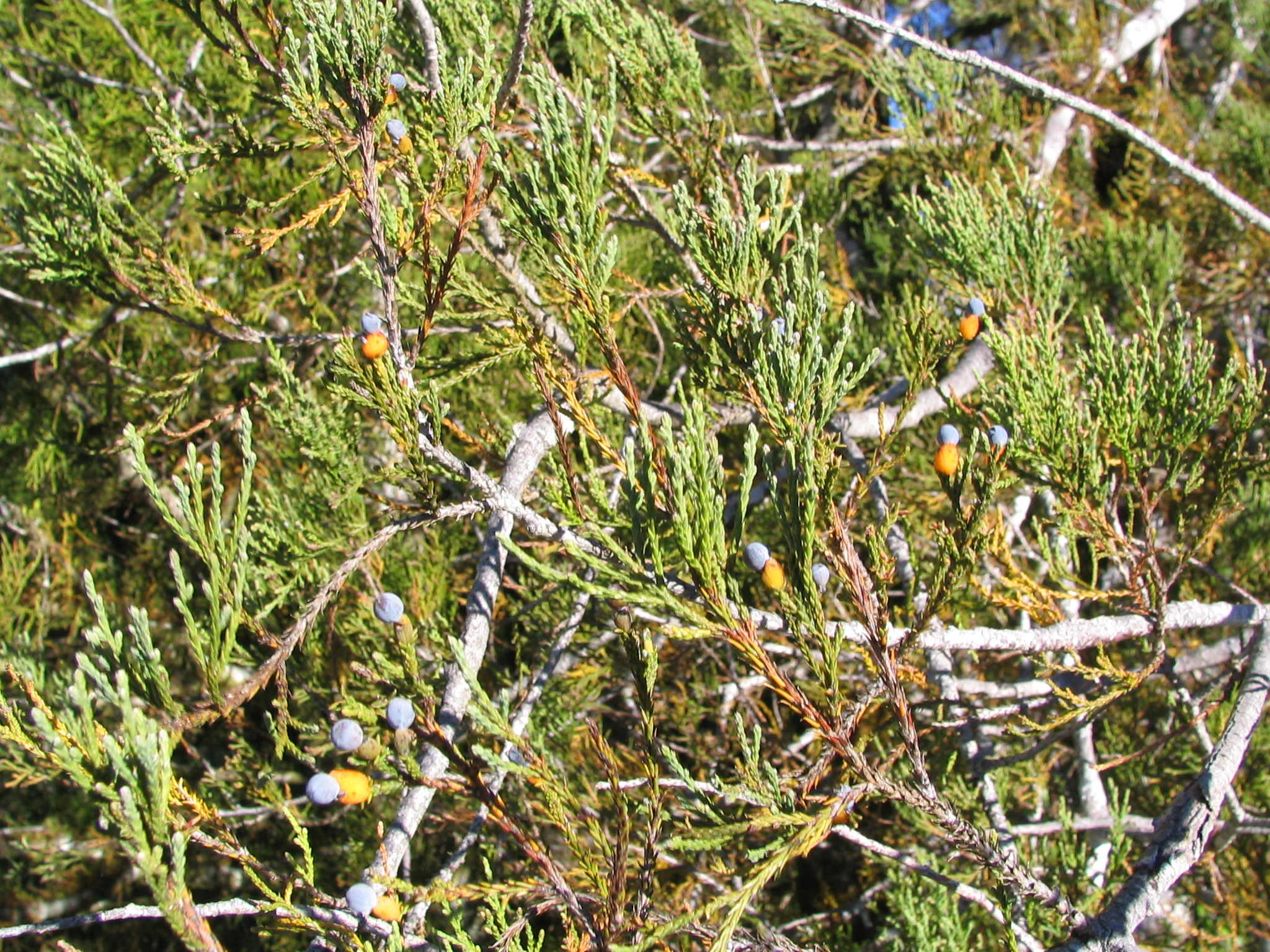 Dacrycarpus dacrydioides Kahikatea 1