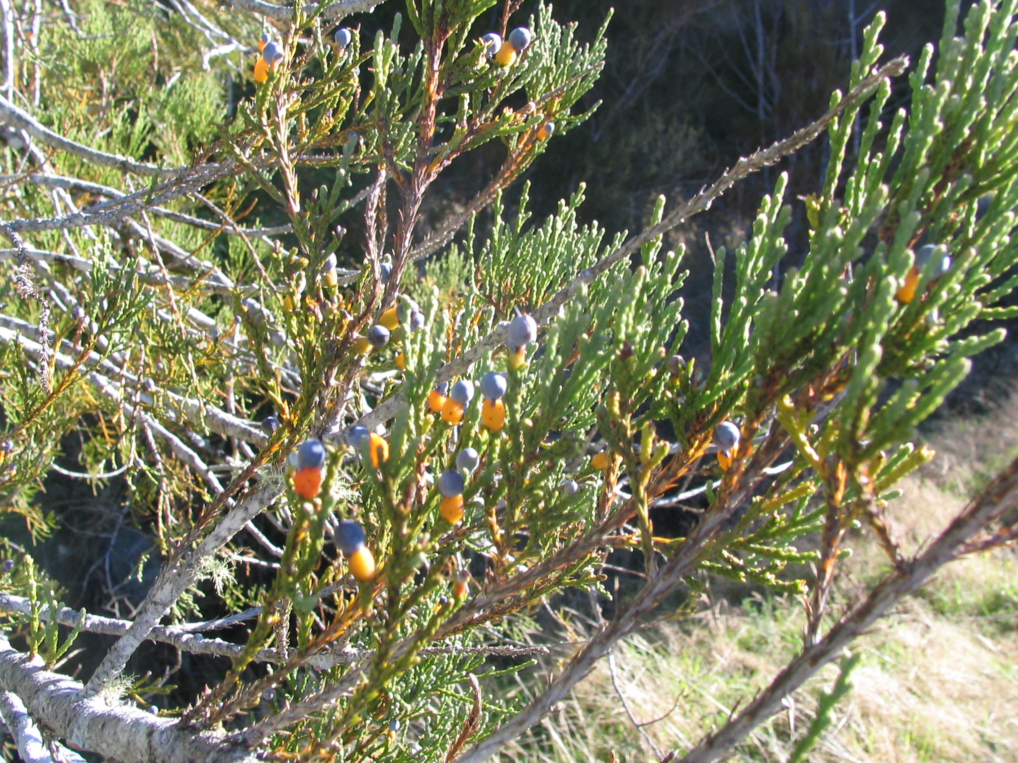 Dacrycarpus dacrydioides Kahikatea 3