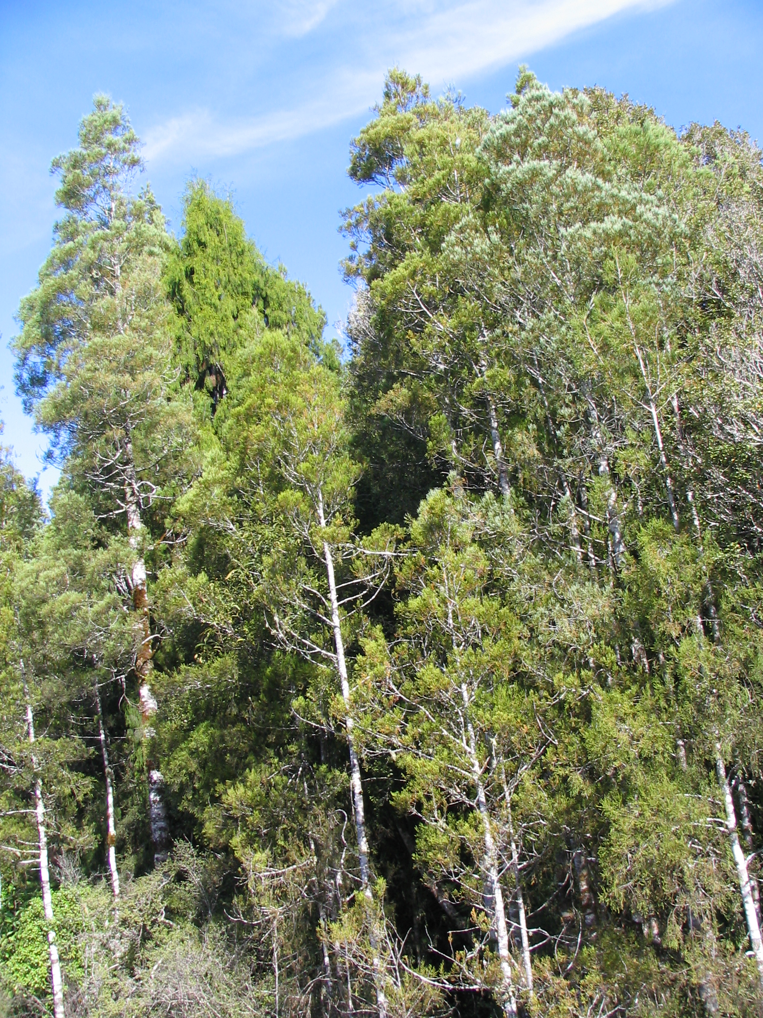 Dacrycarpus dacrydioides Kahikatea 5