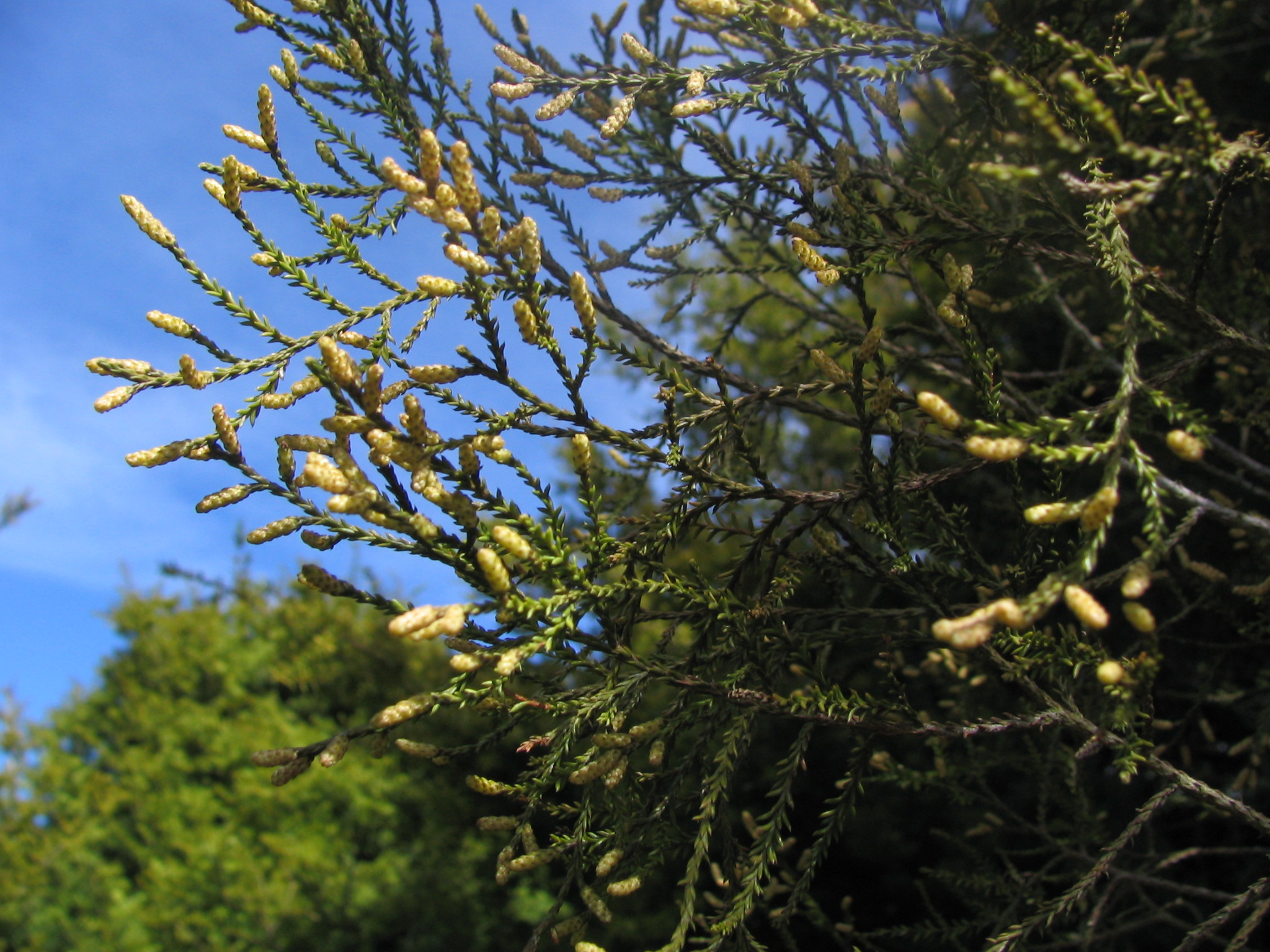 Dacrycarpus dacrydioides Kahikatea 6