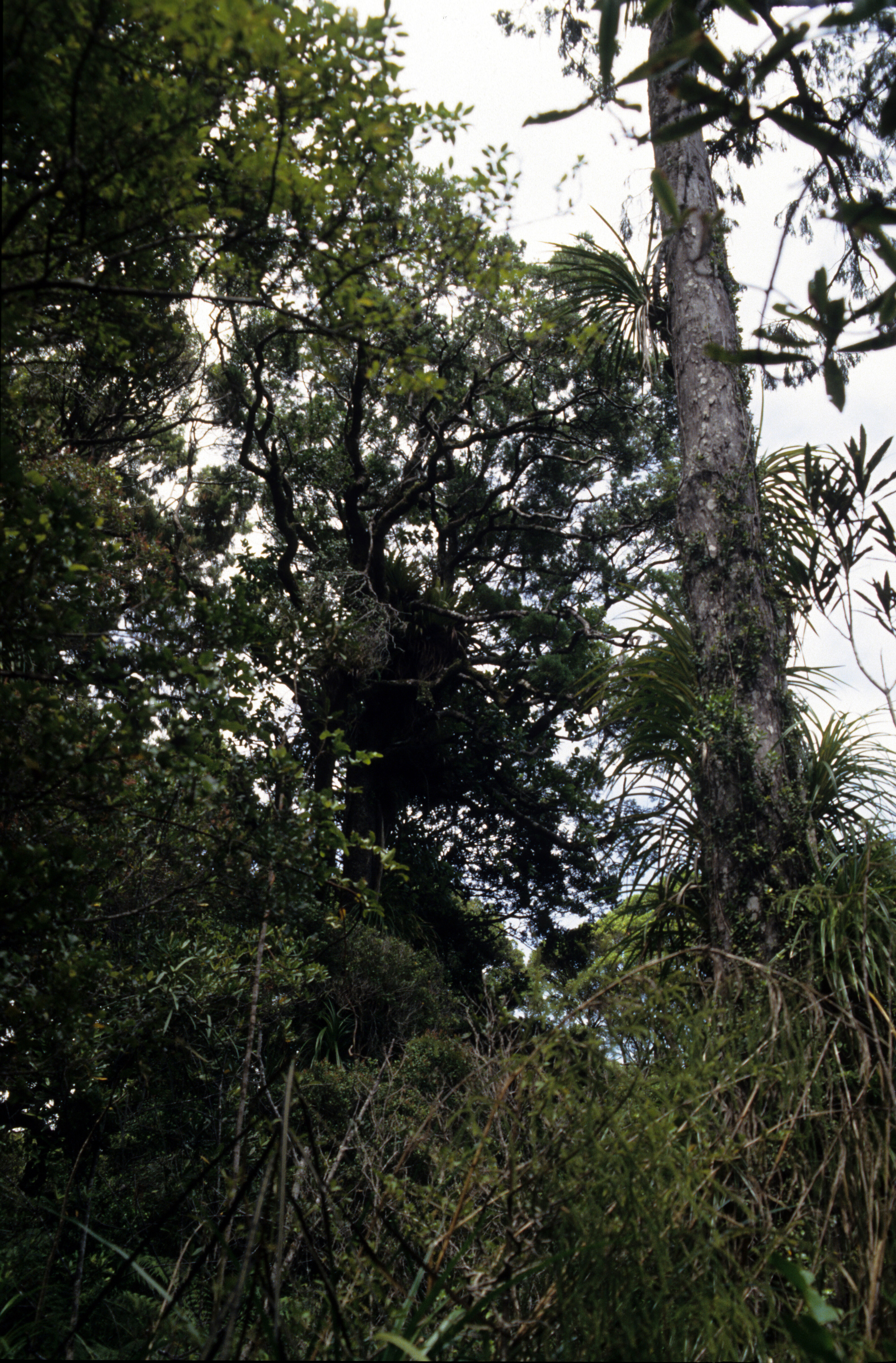 Dacrycarpus dacrydioides Kahikatea 7