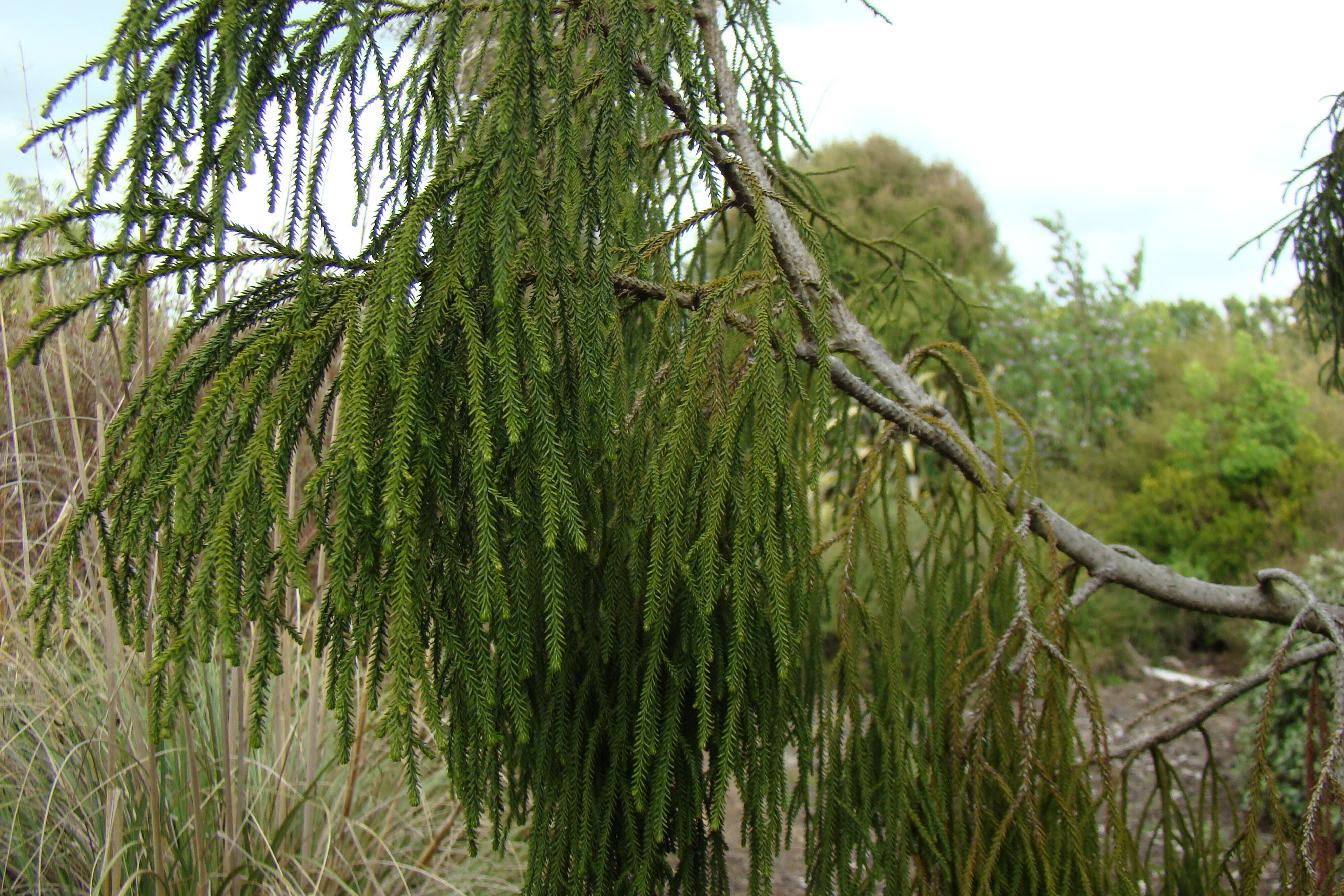 Dacrydium cupressinum 3