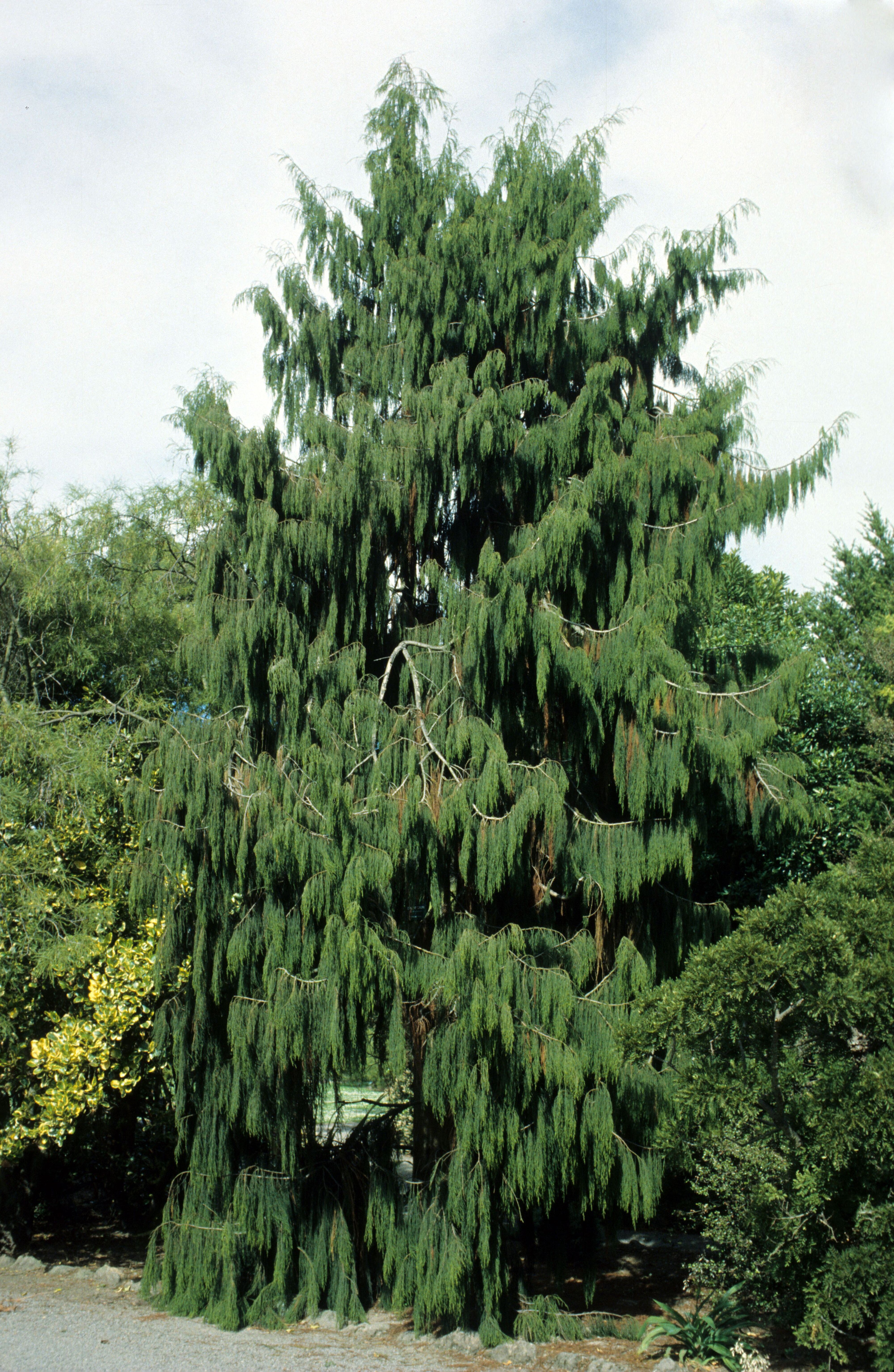 Dacrydium cupressinum 4