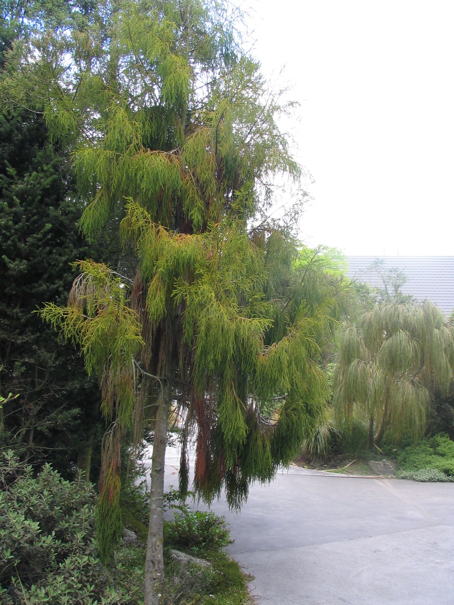 Dacrydium cupressinum 5