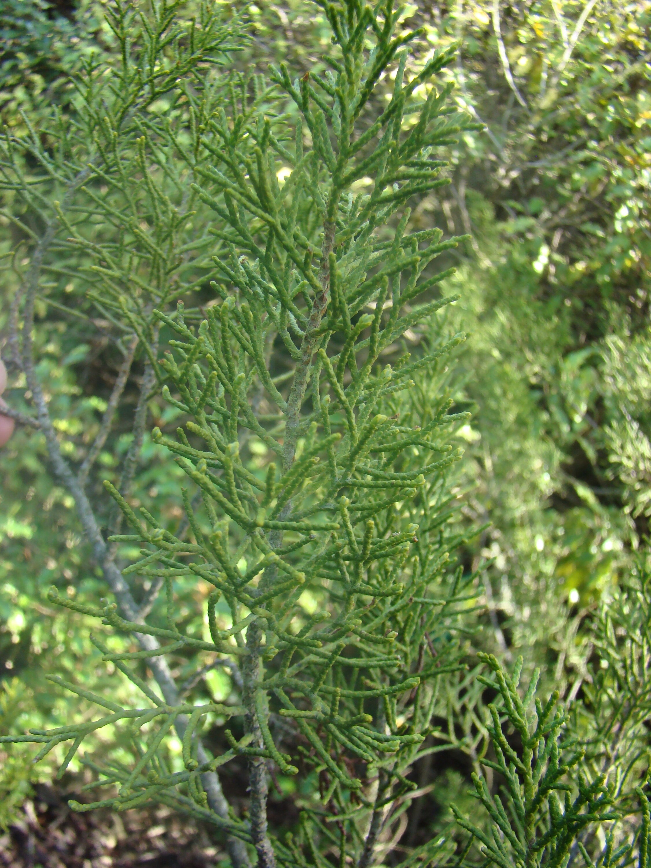 Halocarpus bidwillii