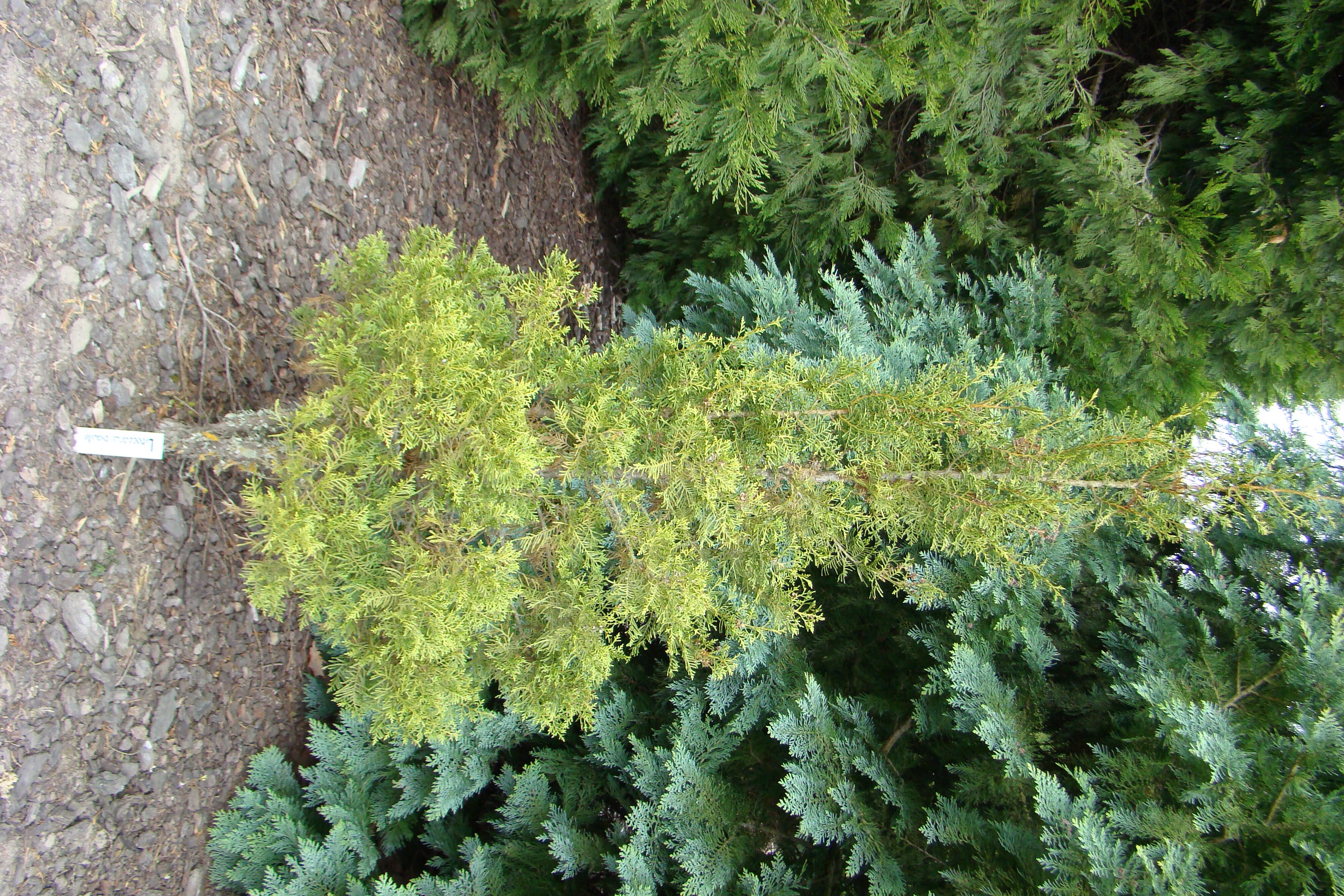 Libocedrus bidwillii 1