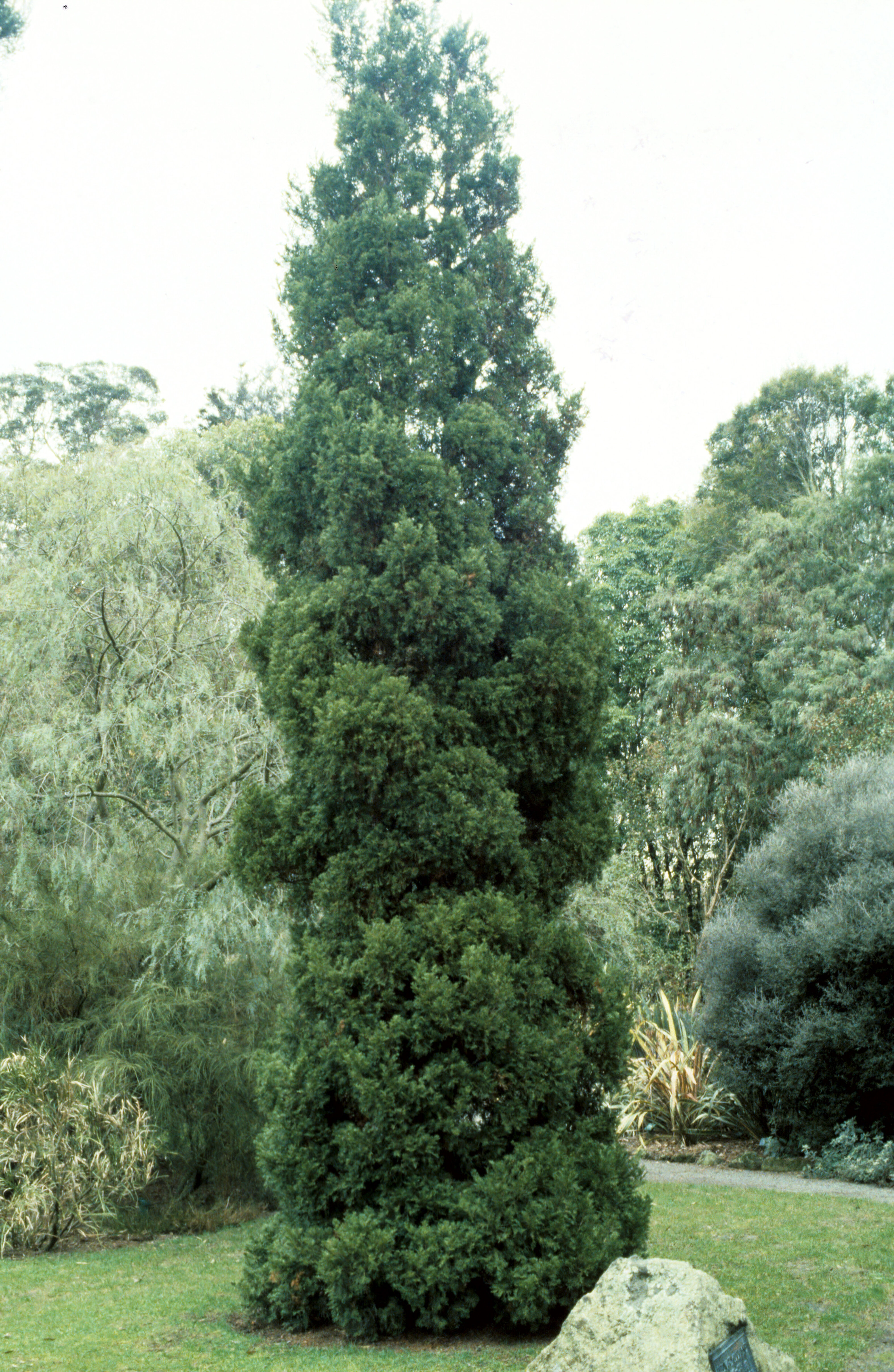 Libocedrus bidwillii 2