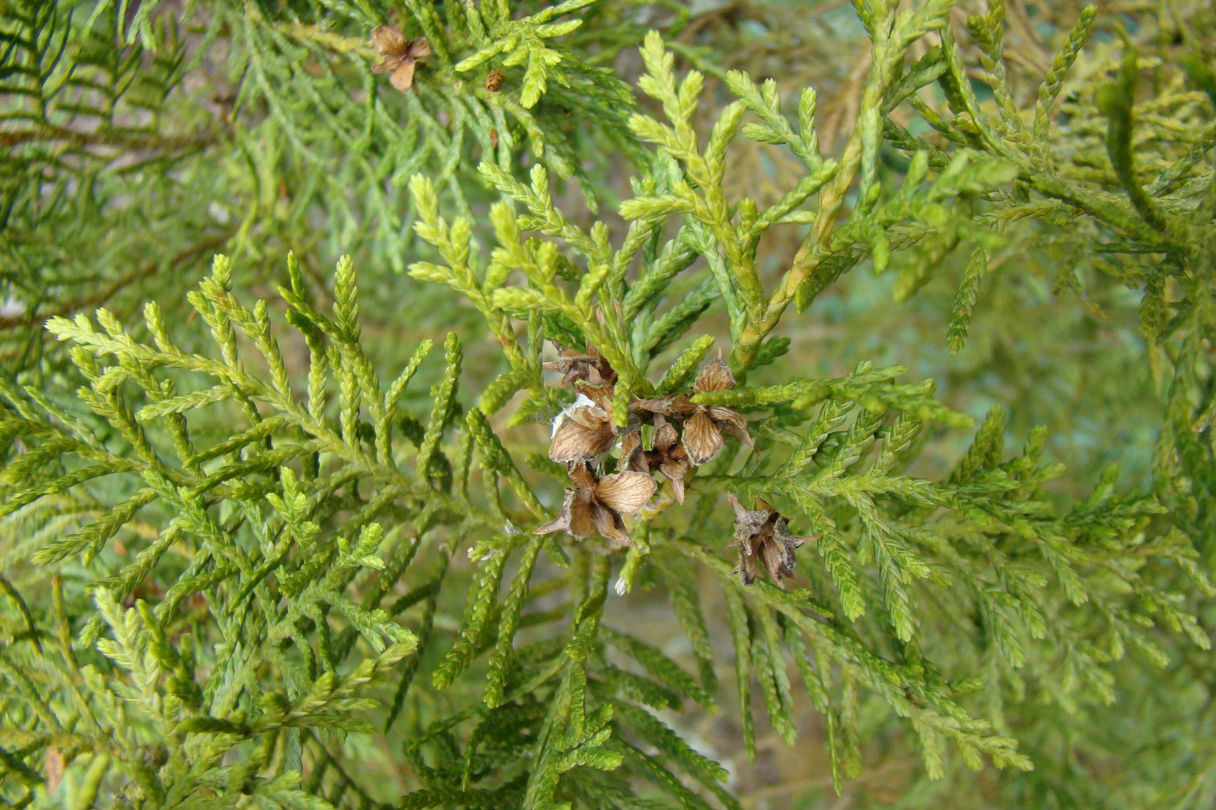 Libocedrus bidwillii 3