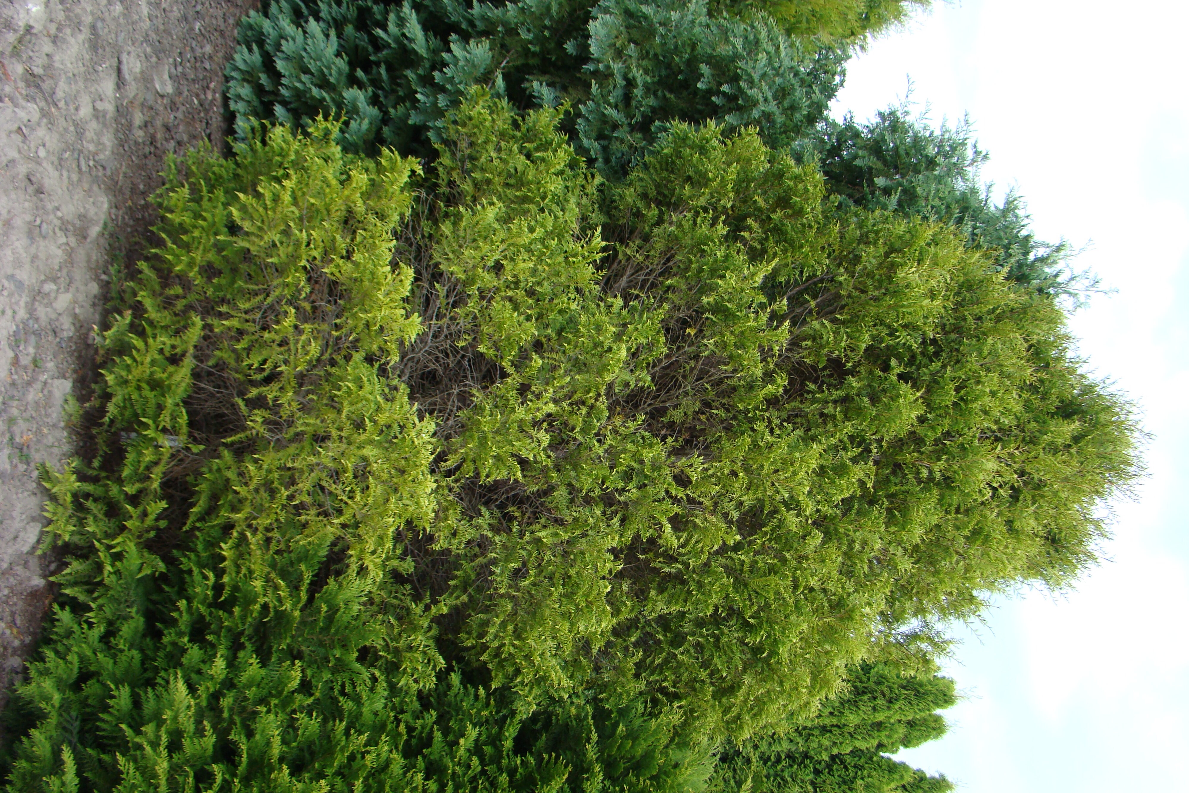 Libocedrus plumosa 1