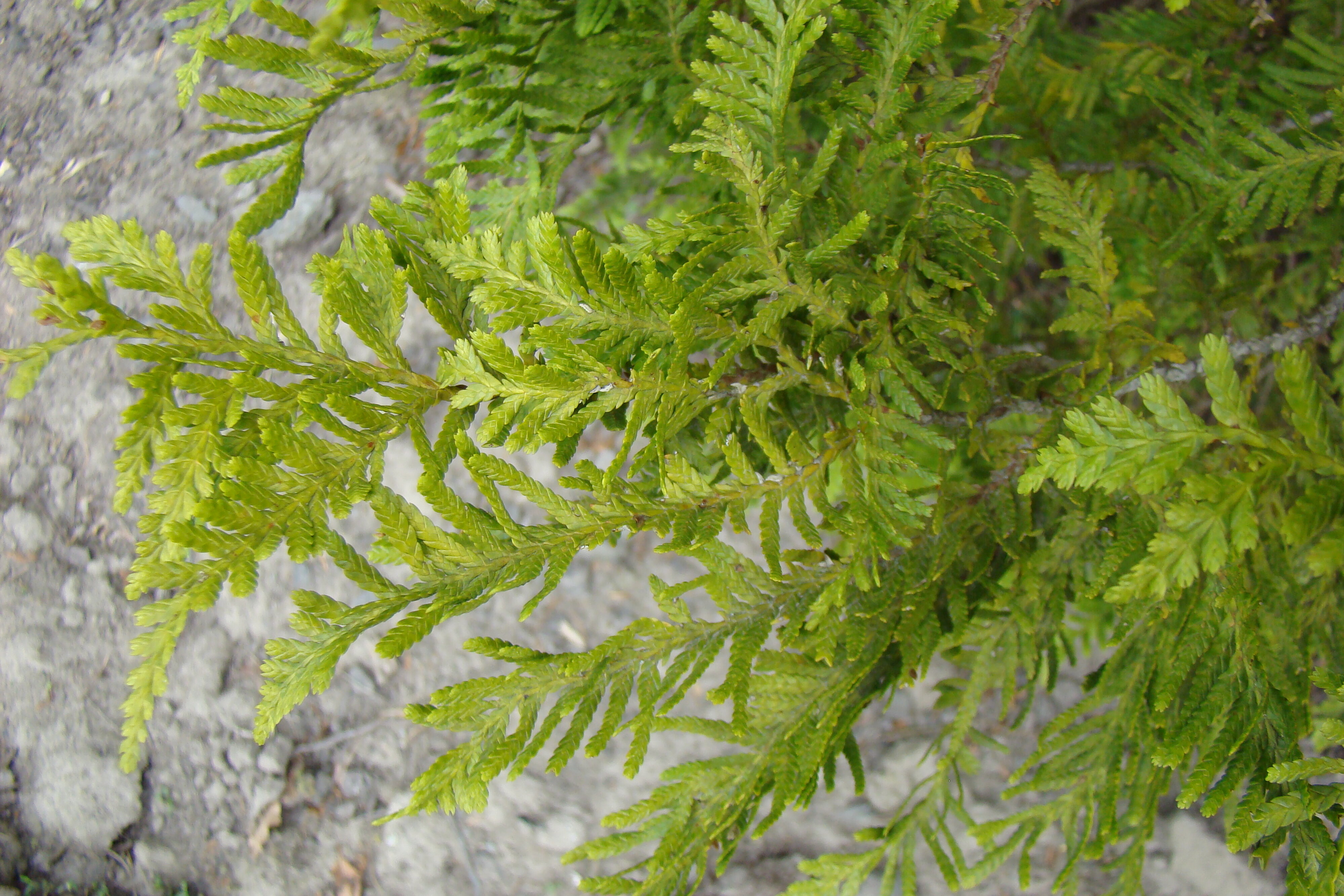 Libocedrus plumosa 2