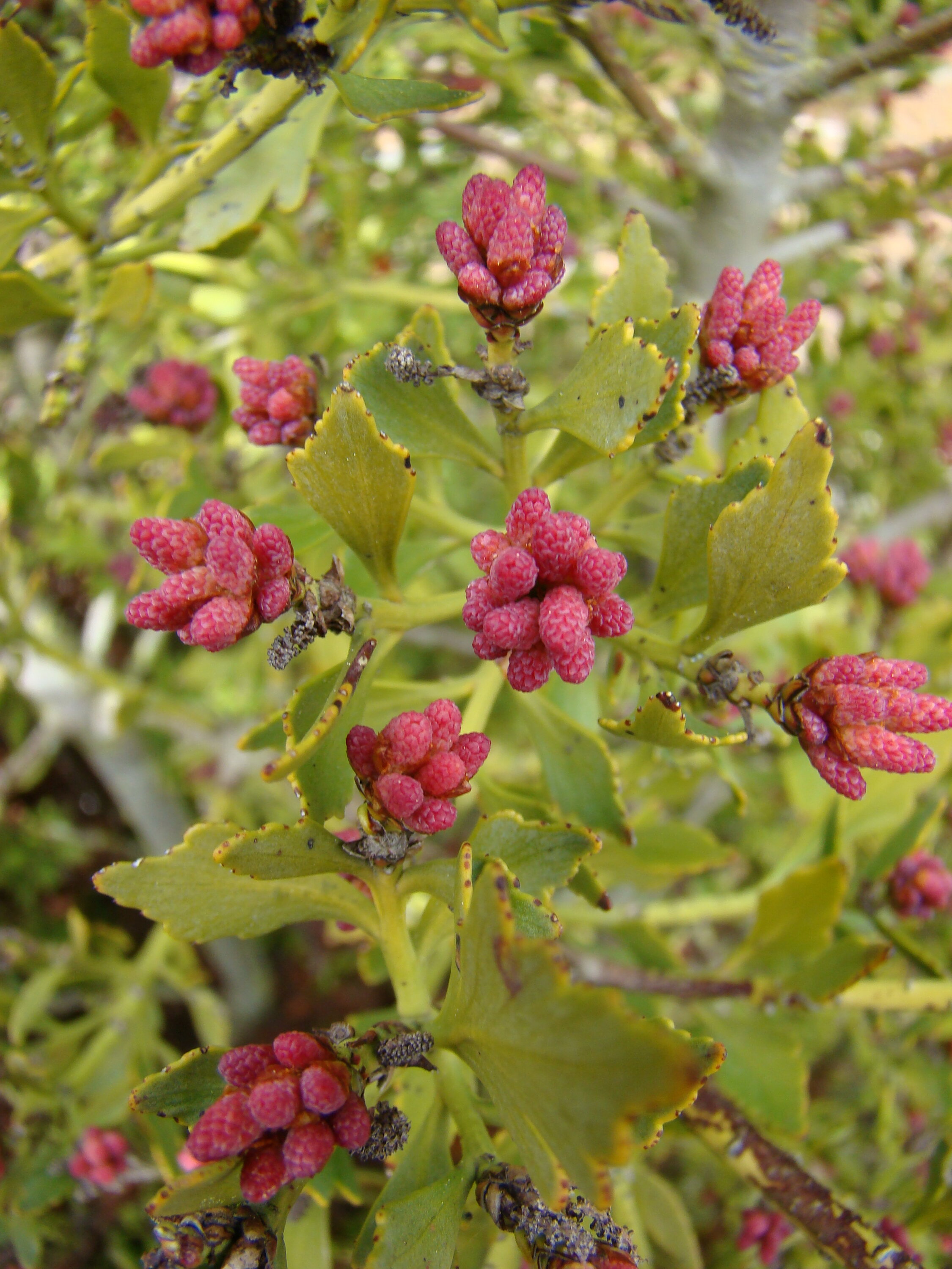 Phyllocladus alpinus 1