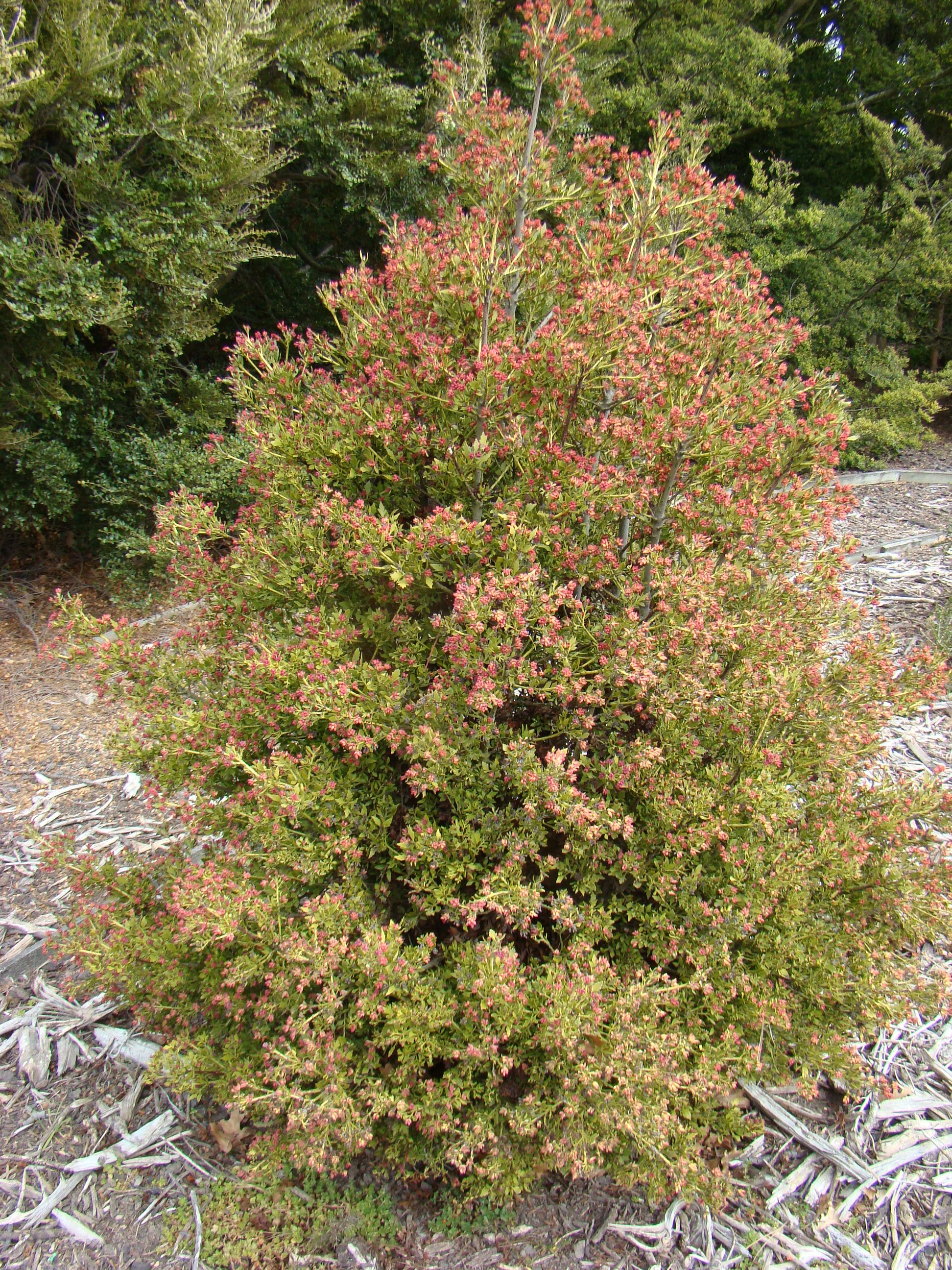Phyllocladus alpinus 2
