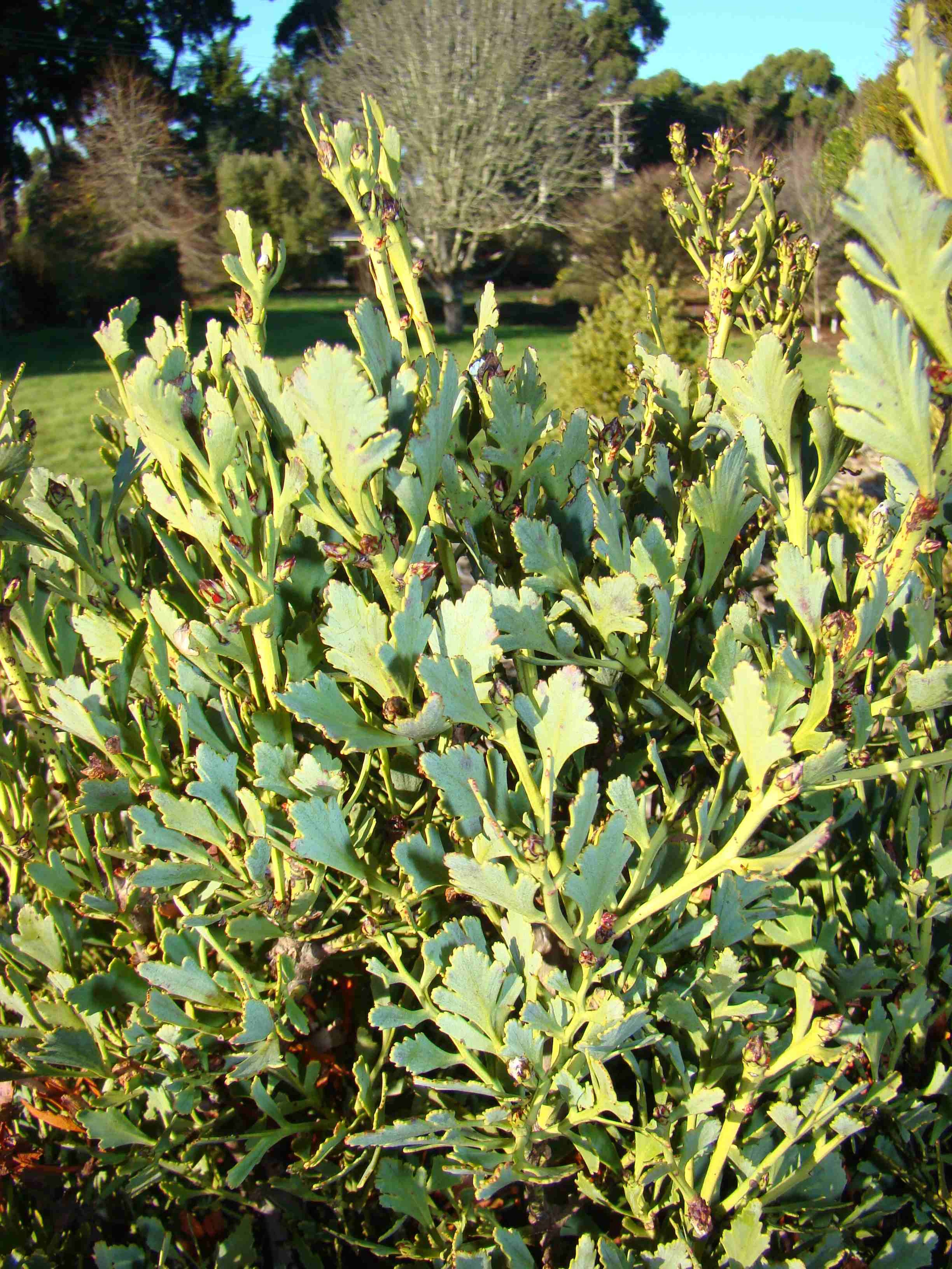 Phyllocladus alpinus 3