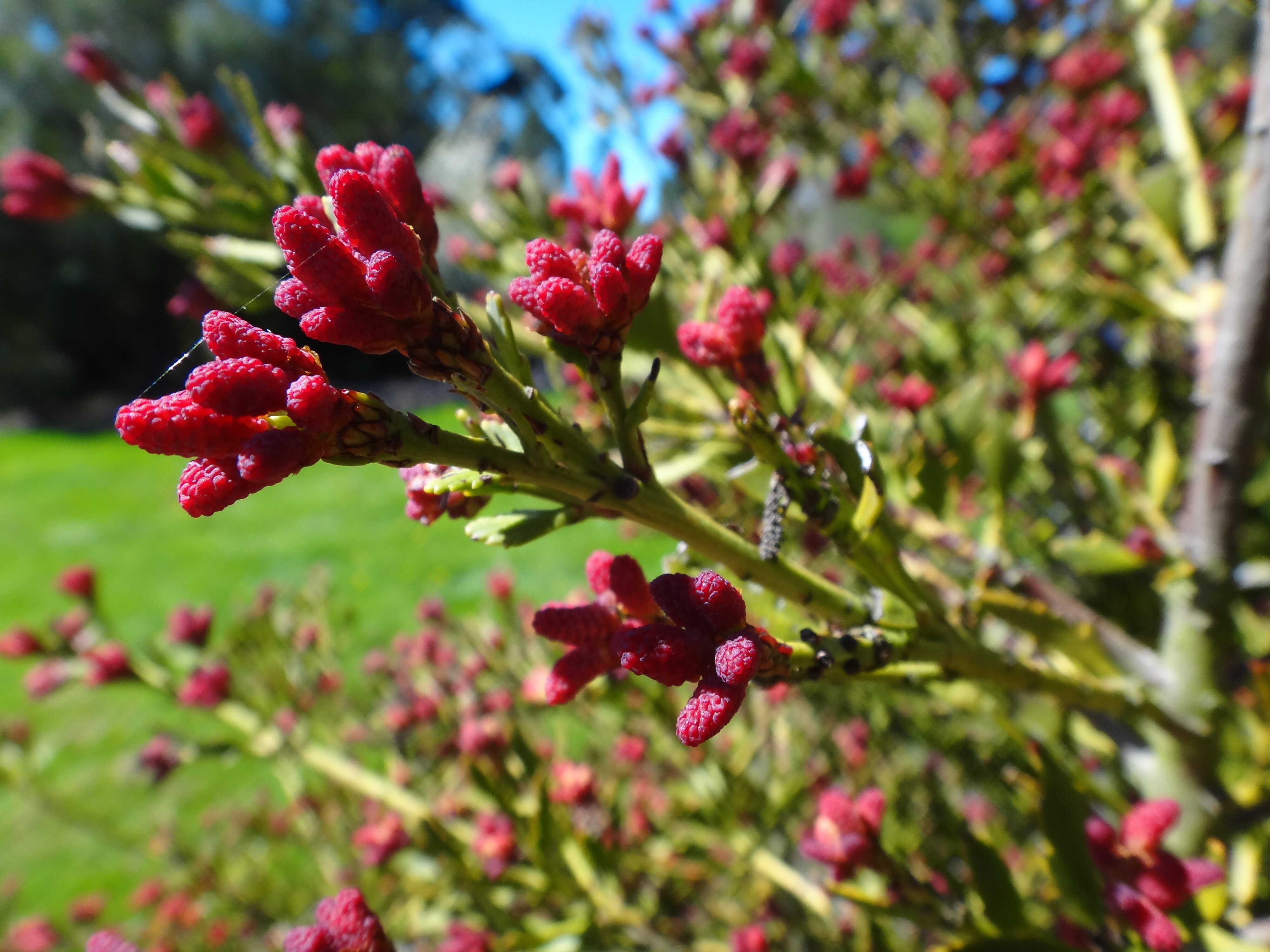 Phyllocladus alpinus 5