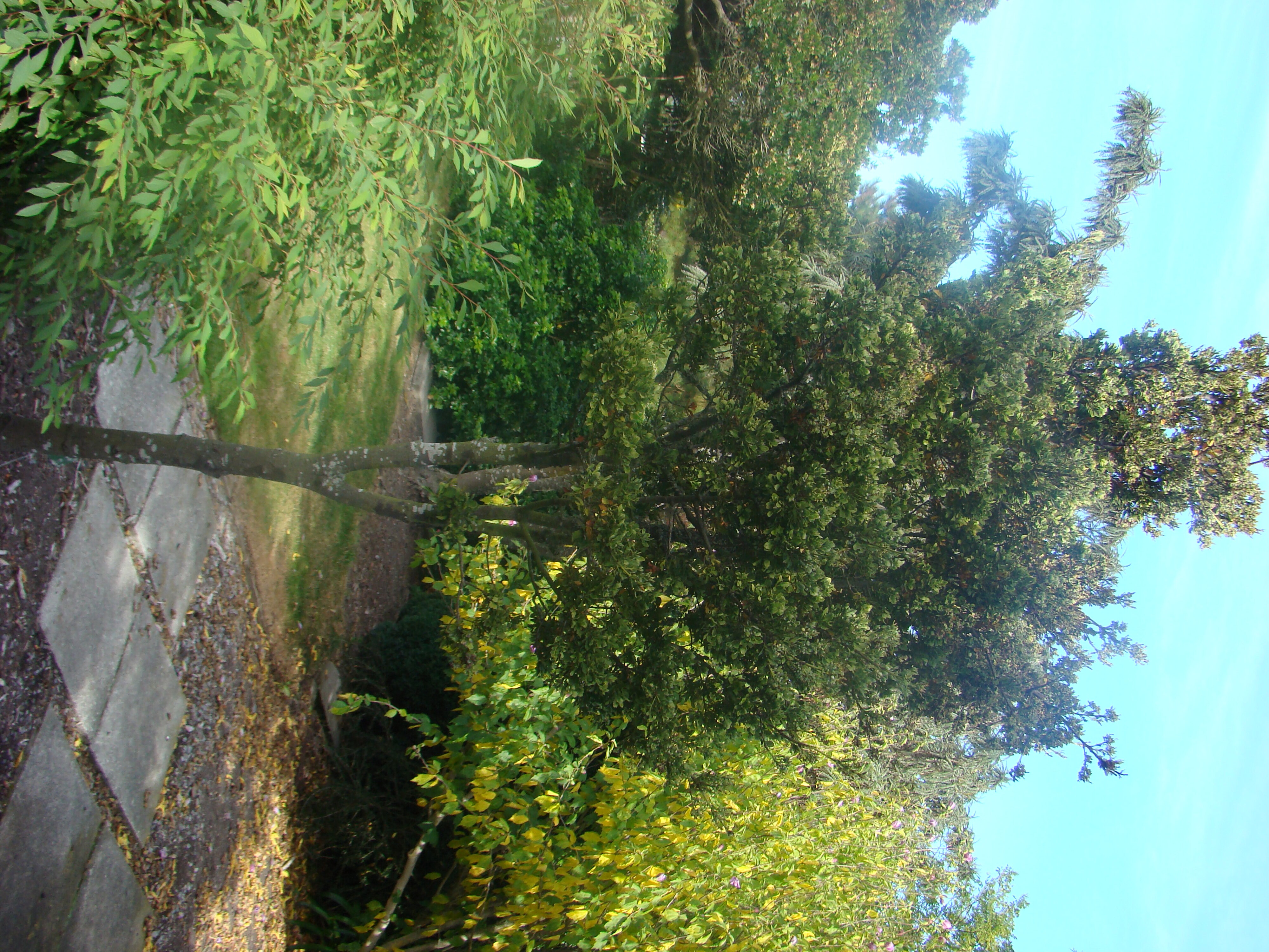 Phyllocladus alpinus 6