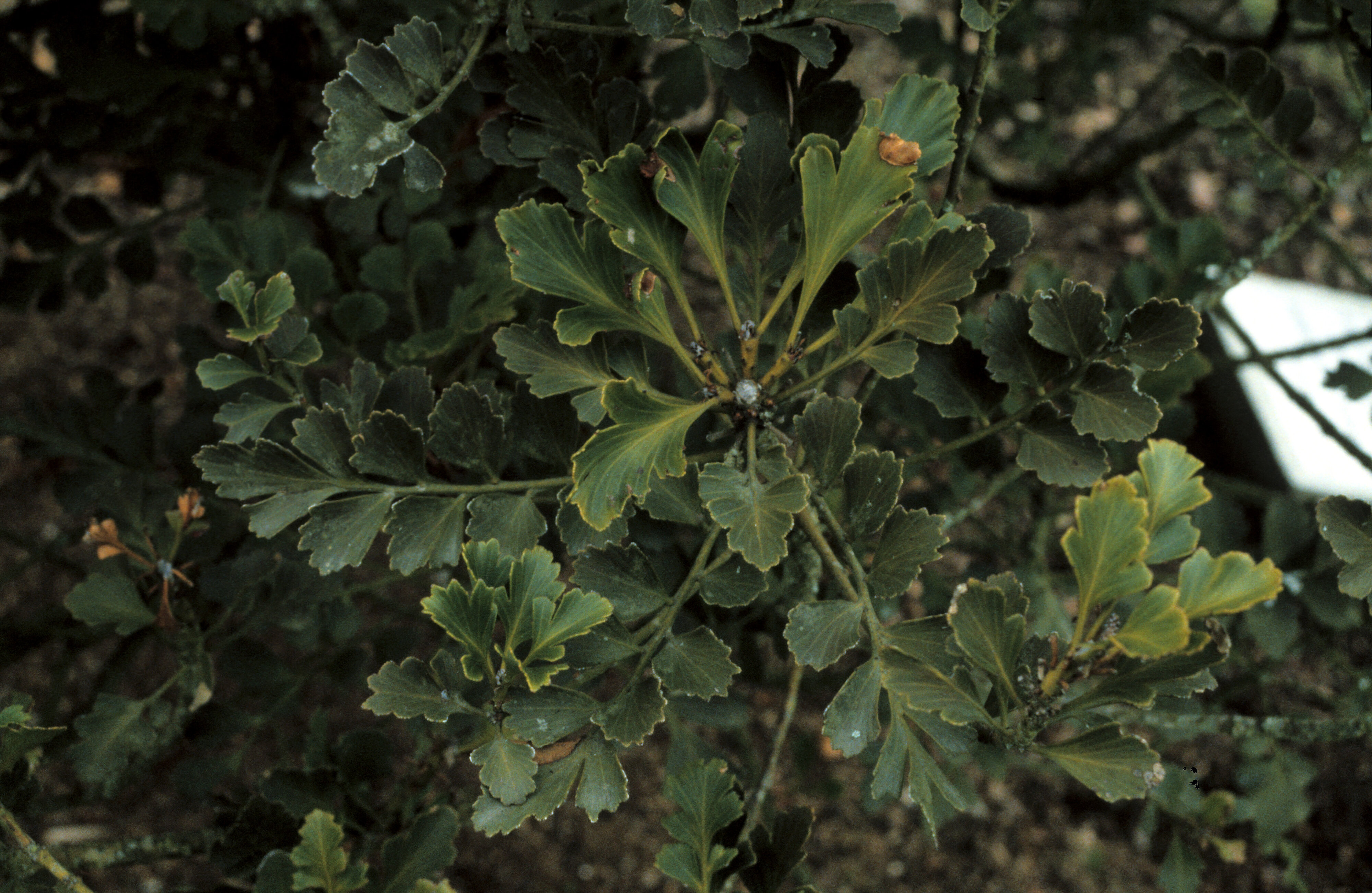 Phyllocladus toatoa syn P glaucus 1