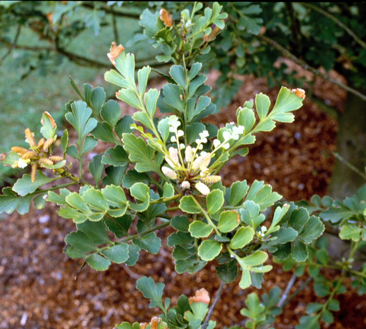 Phyllocladus toatoa syn P glaucus 2