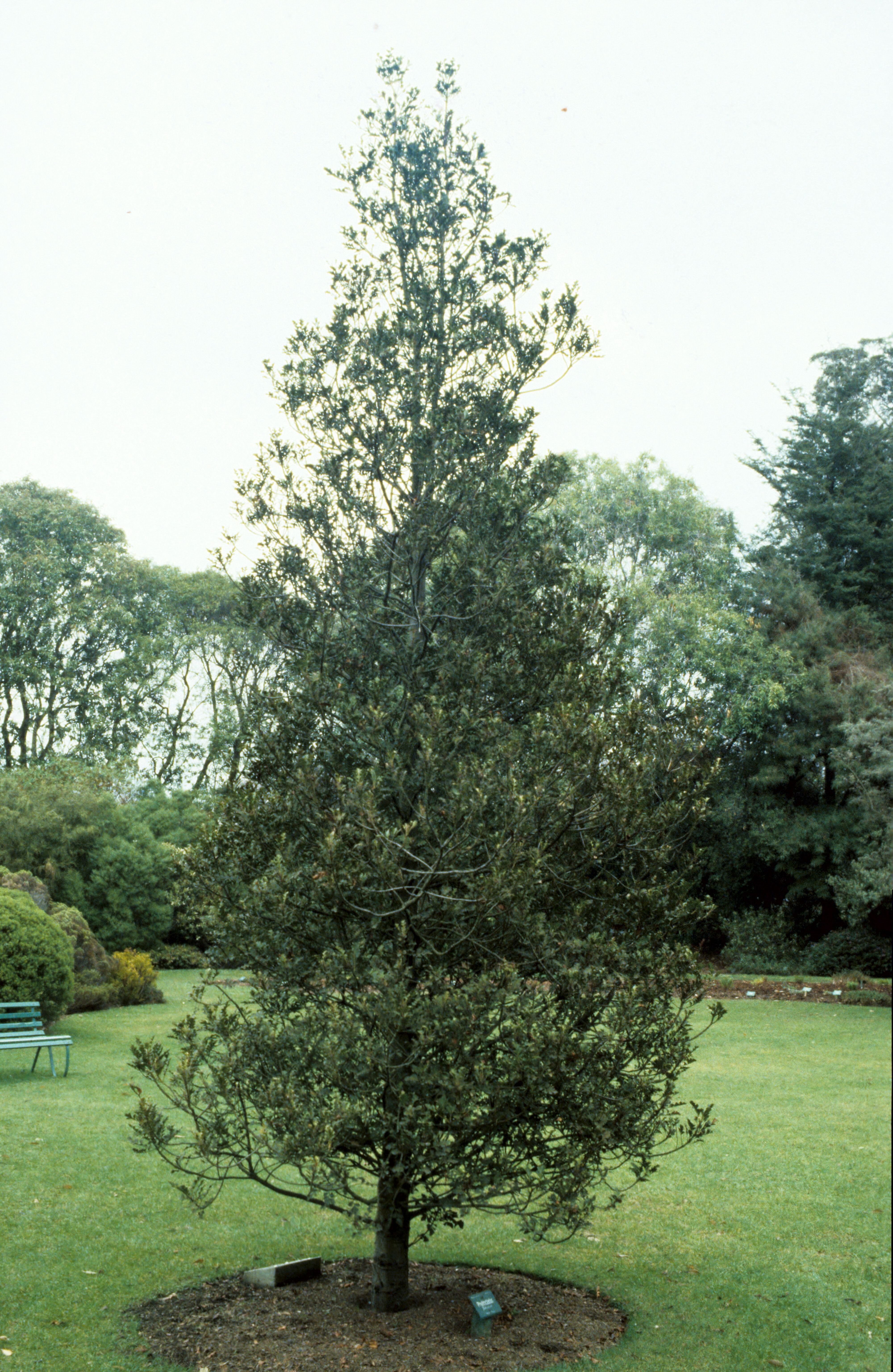 Phyllocladus toatoa syn P glaucus 3