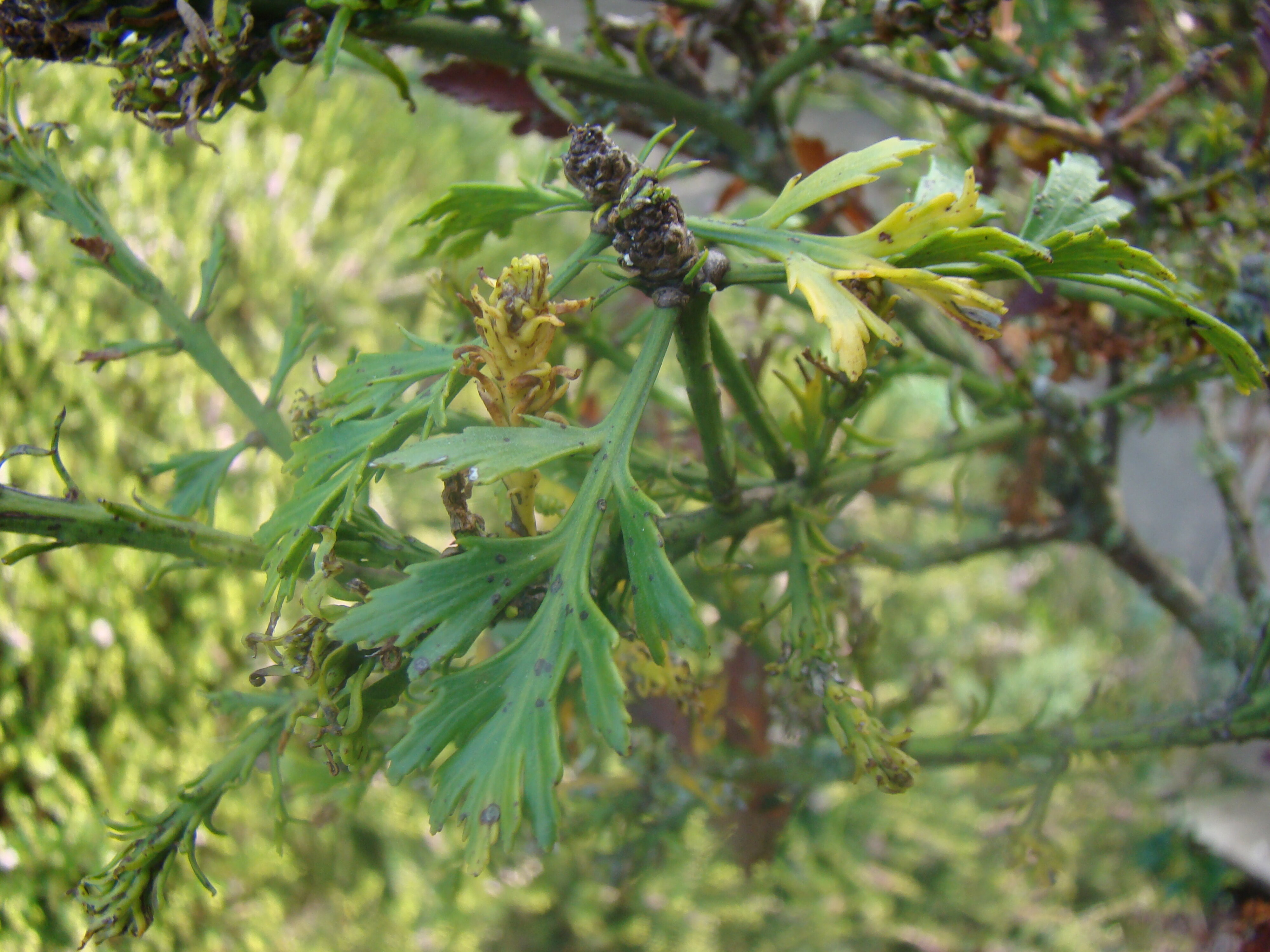 Phyllocladus trichomanoides 2