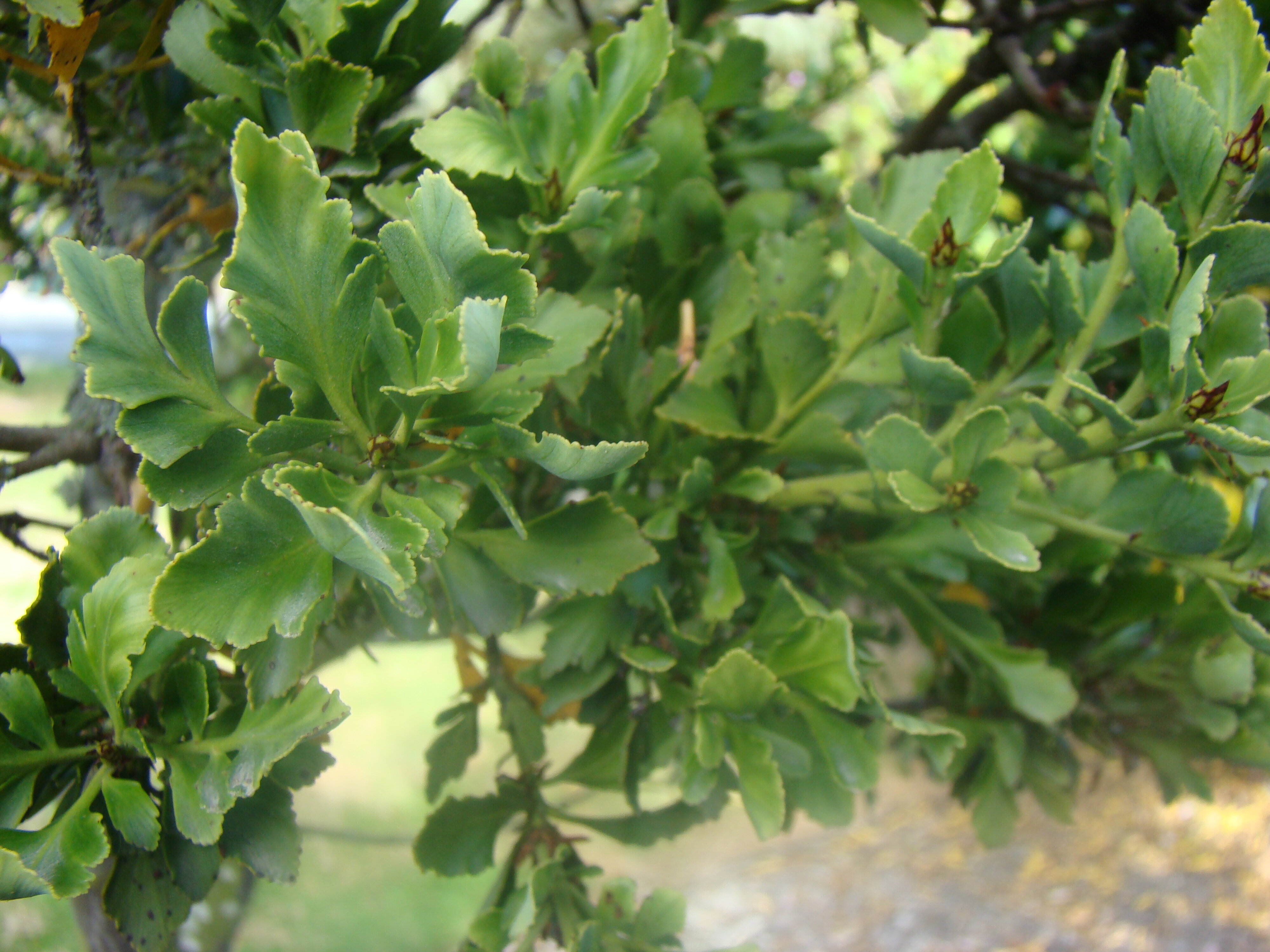 Phyllocladus trichomanoides 3