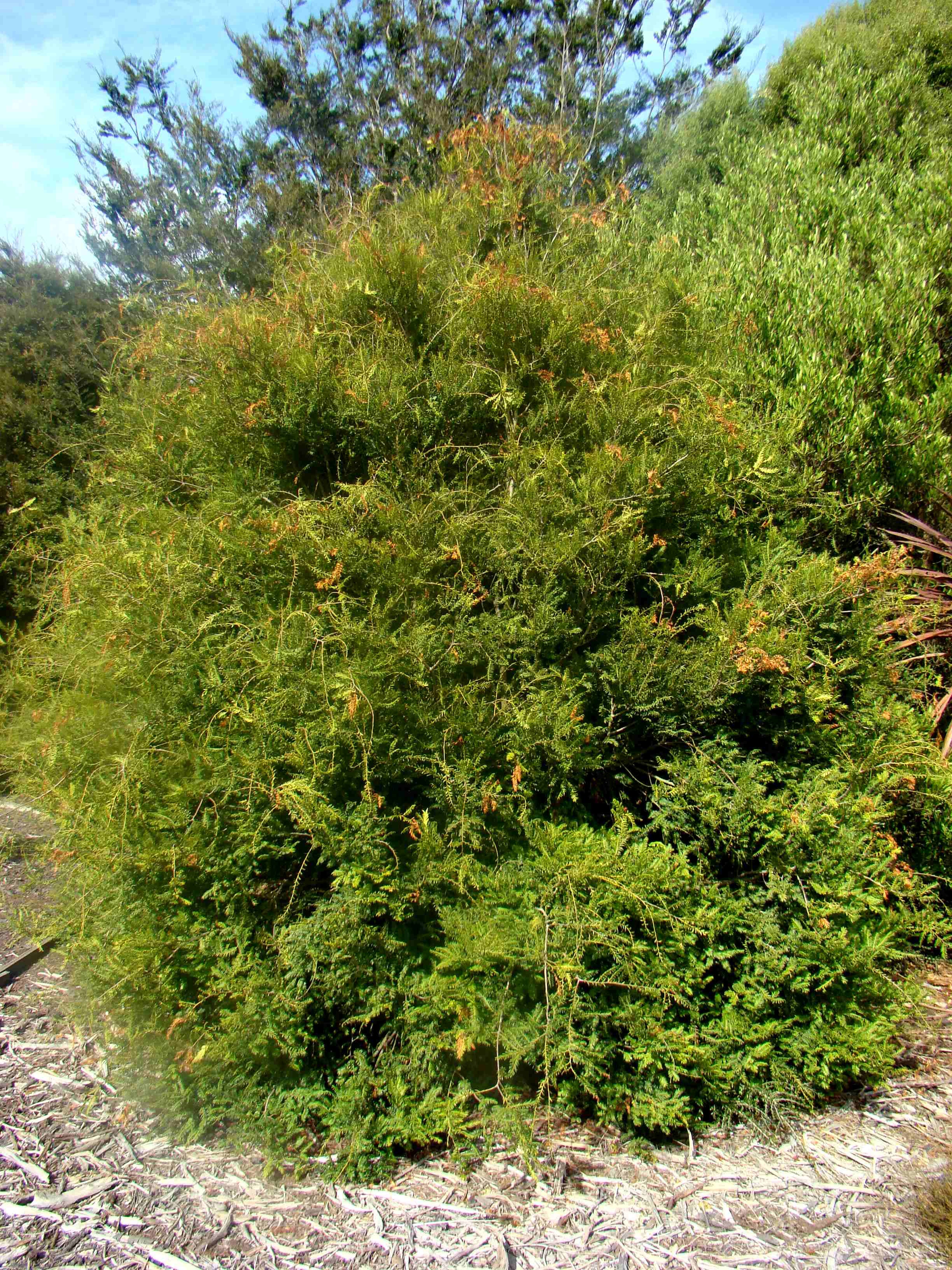 Prumnopitys ferruginea 1