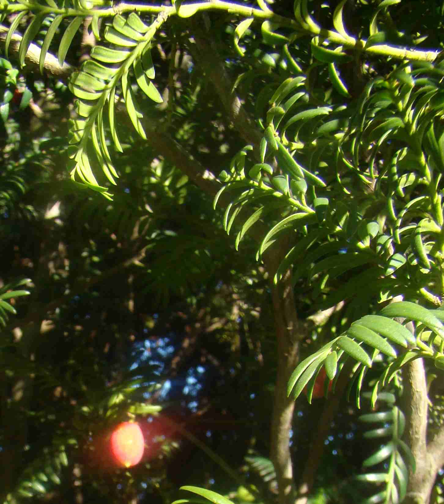 Prumnopitys ferruginea aril