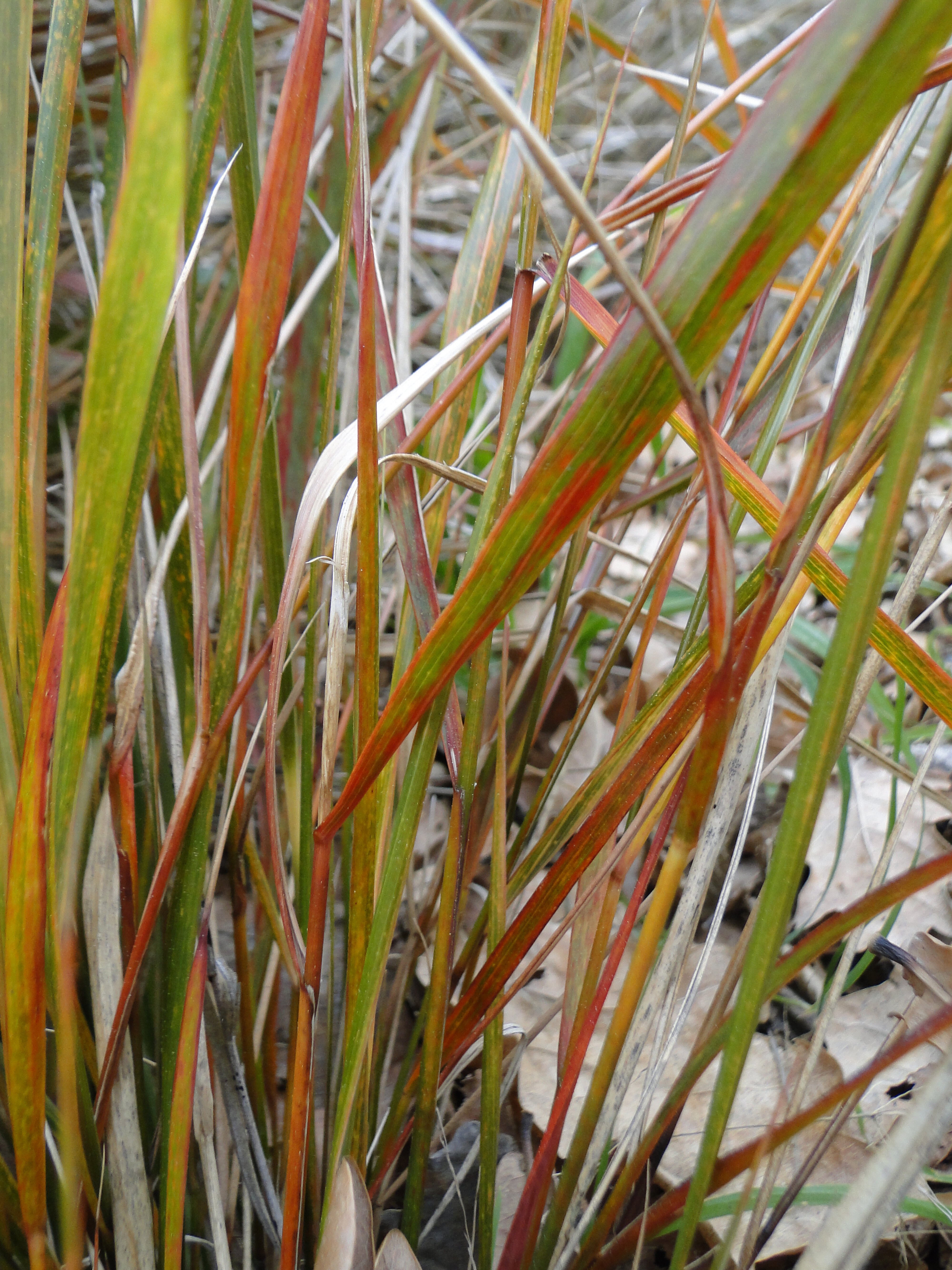 Anemanthele lessoniana 2